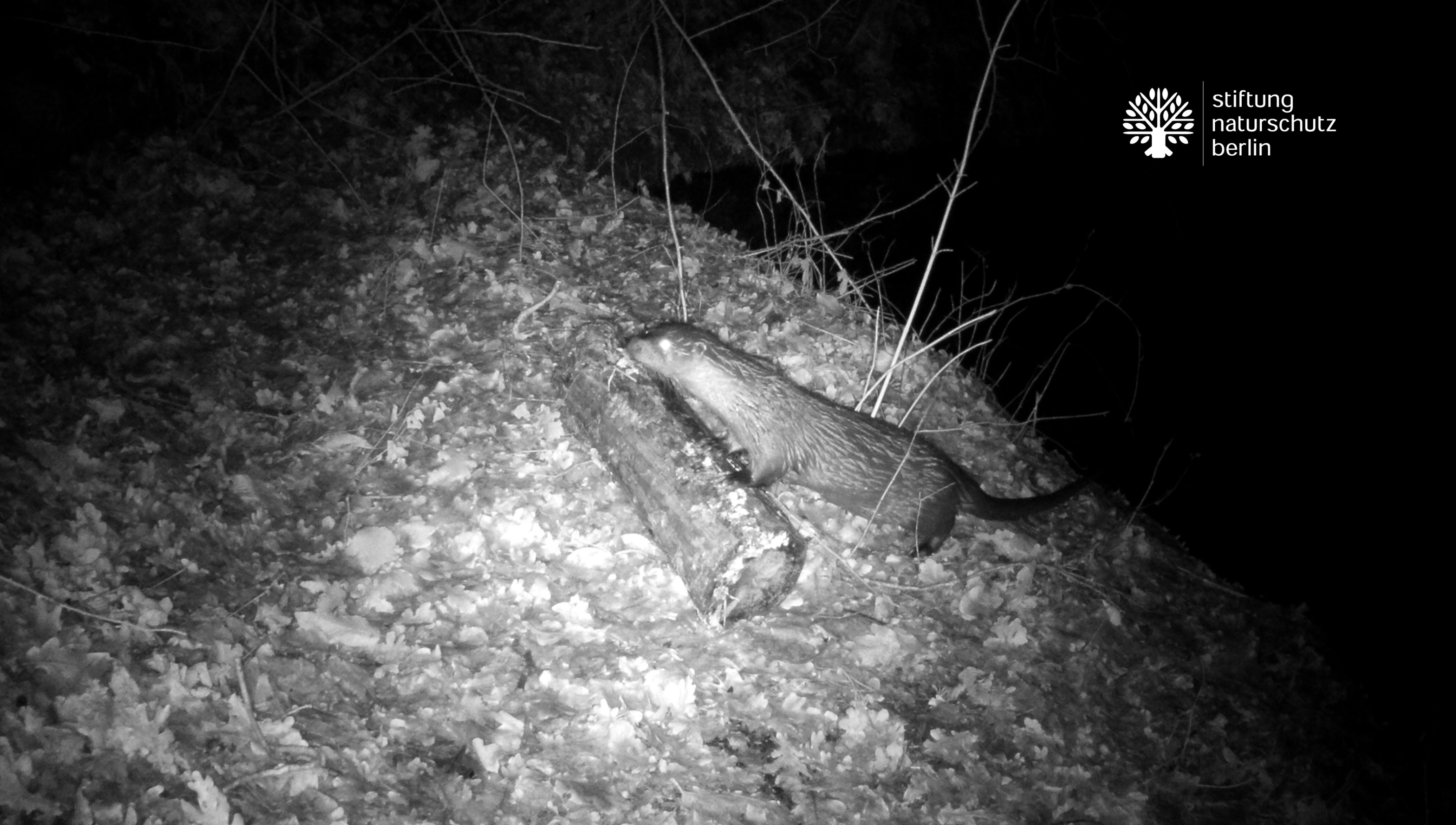 Image - Die Fischotter sind zurück in Berlin!