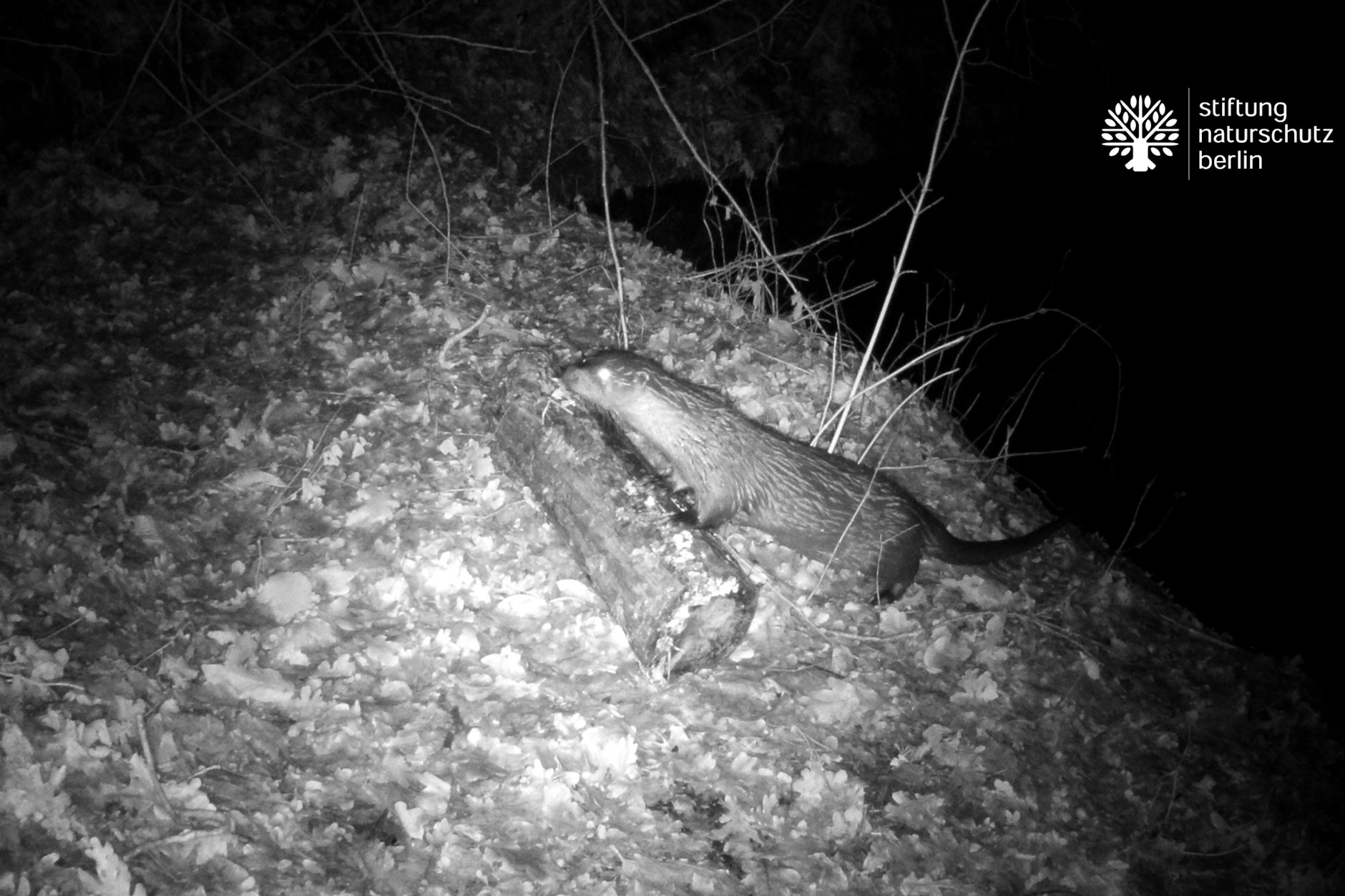 Erwischt: Eine Nachtaufnahme zeigt einen Fischotter. Die Zahl der Nachweise in Berlin hat in den vergangenen Jahren zugenommen.