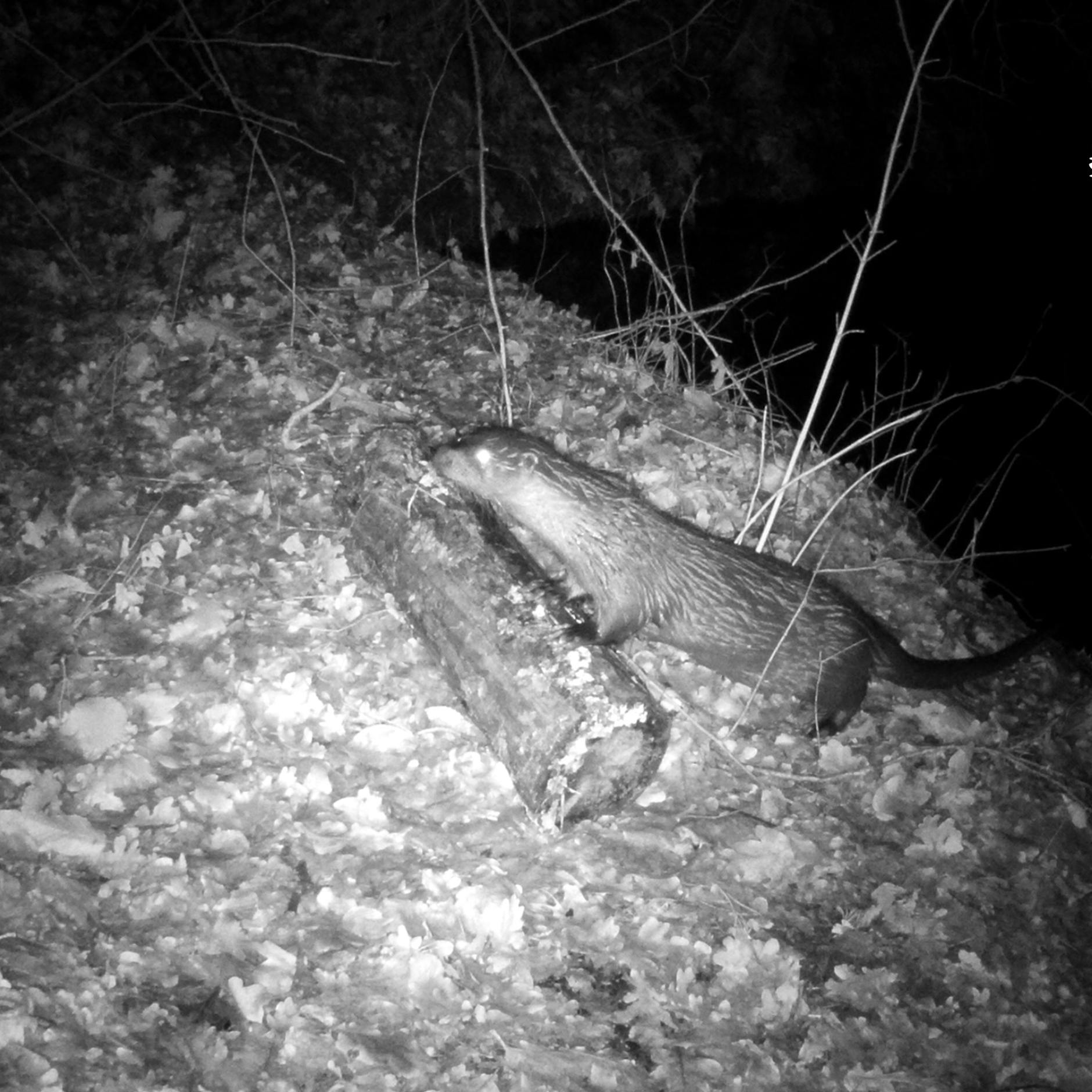 Die Fischotter sind zurück in Berlin!