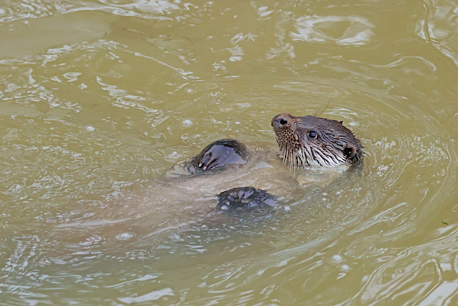 Otter lassen sich gerne auf dem Rücken treiben.&nbsp;