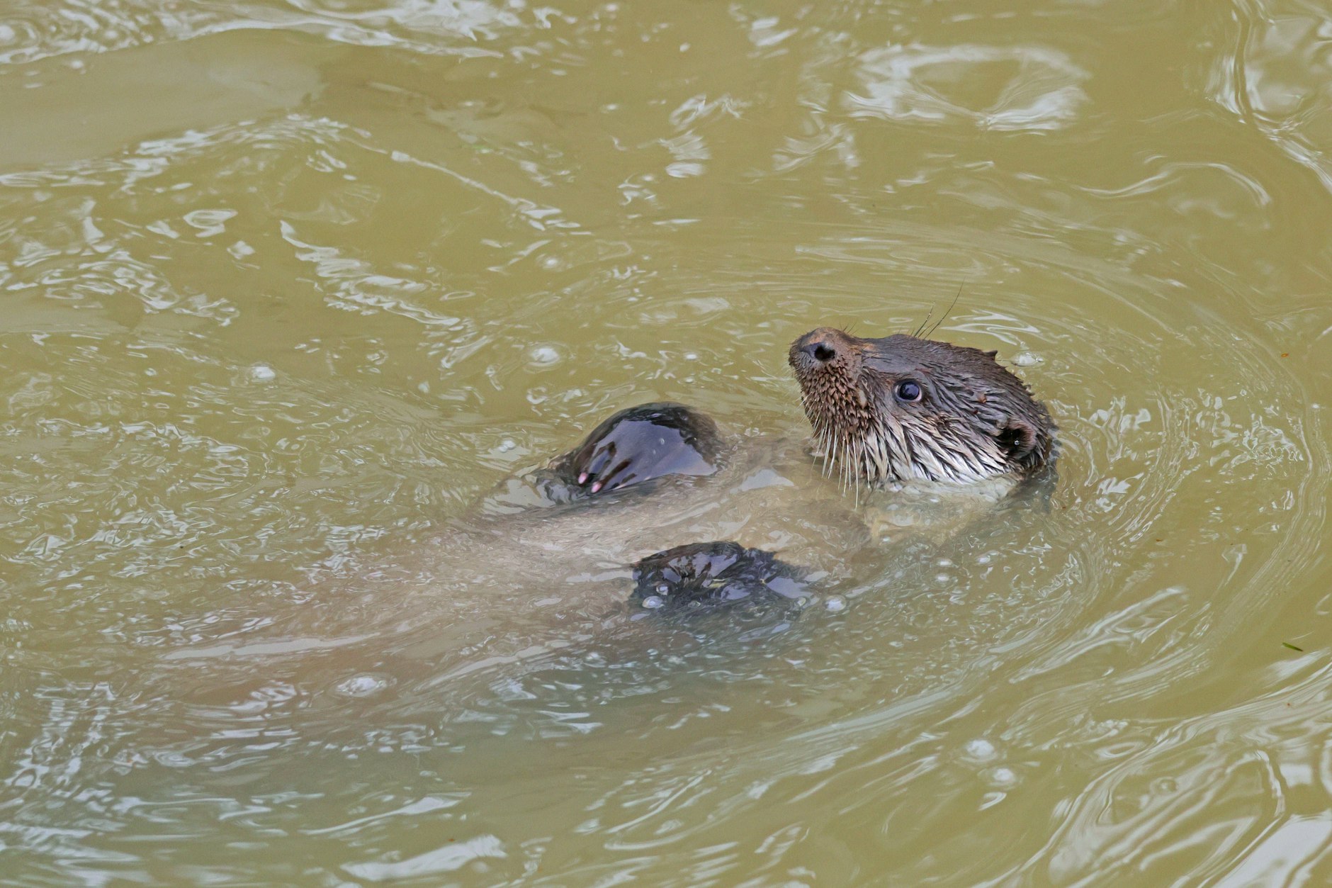 Otter lassen sich gerne auf dem Rücken treiben. 