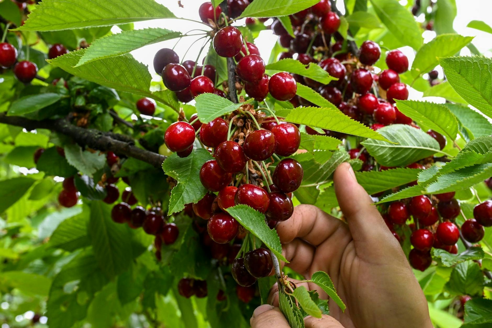 So prächtig reiften die Kirschen im vergangenen Jahr in Neumanns Erntegarten Bornstedt in Brandenburg. In diesem Jahr klagen die märkischen Obstbauern über einen Total-Ernteausfall. (Archivfoto) 