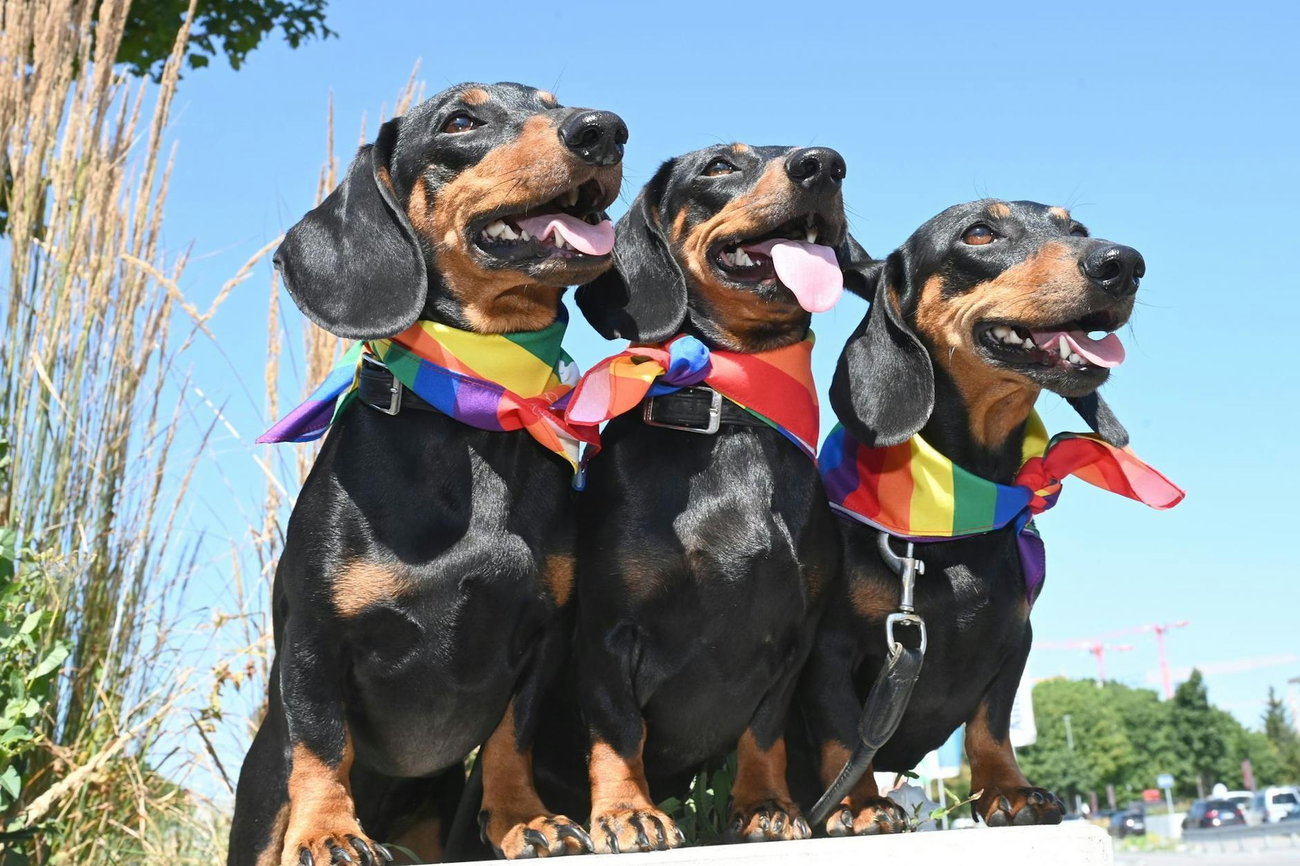 Die Kurzhaardackel Seppi, Moni und Blümchen 2023 beim 1. Münchner Dackel-Rennen.