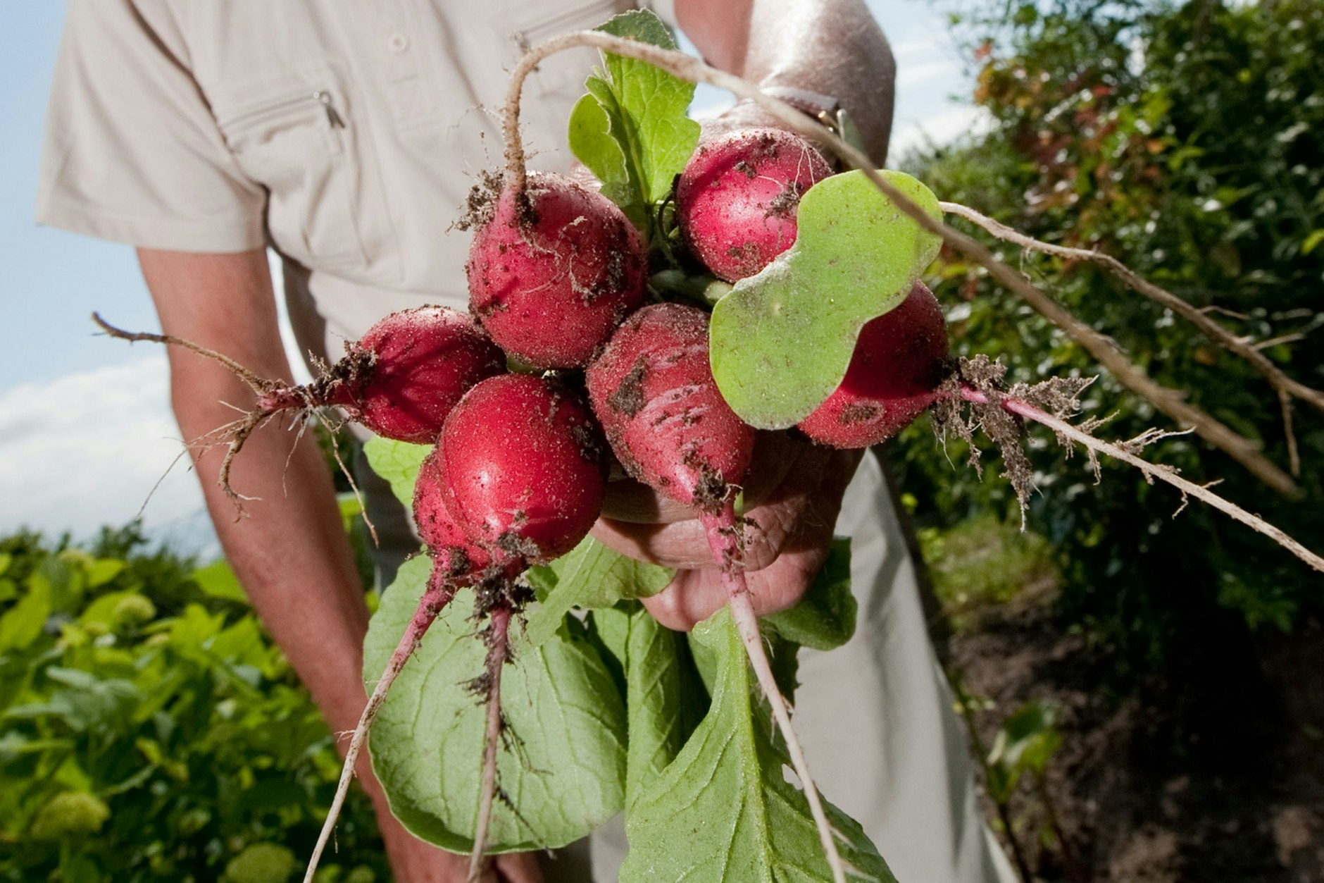 Radieschen gehören wie Möhren und Salat zu den schnell wachsenden Gemüsesorten.