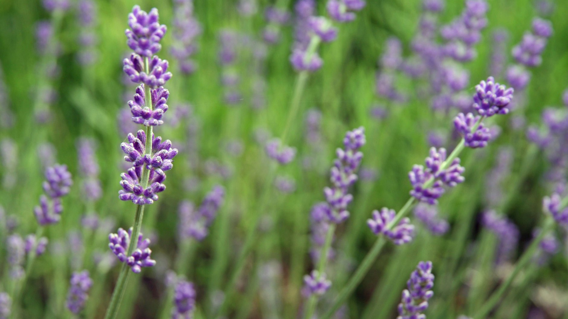Verschiedene natürliche Gerüche wie Lavendel können gut gegen die Mückenplage helfen.