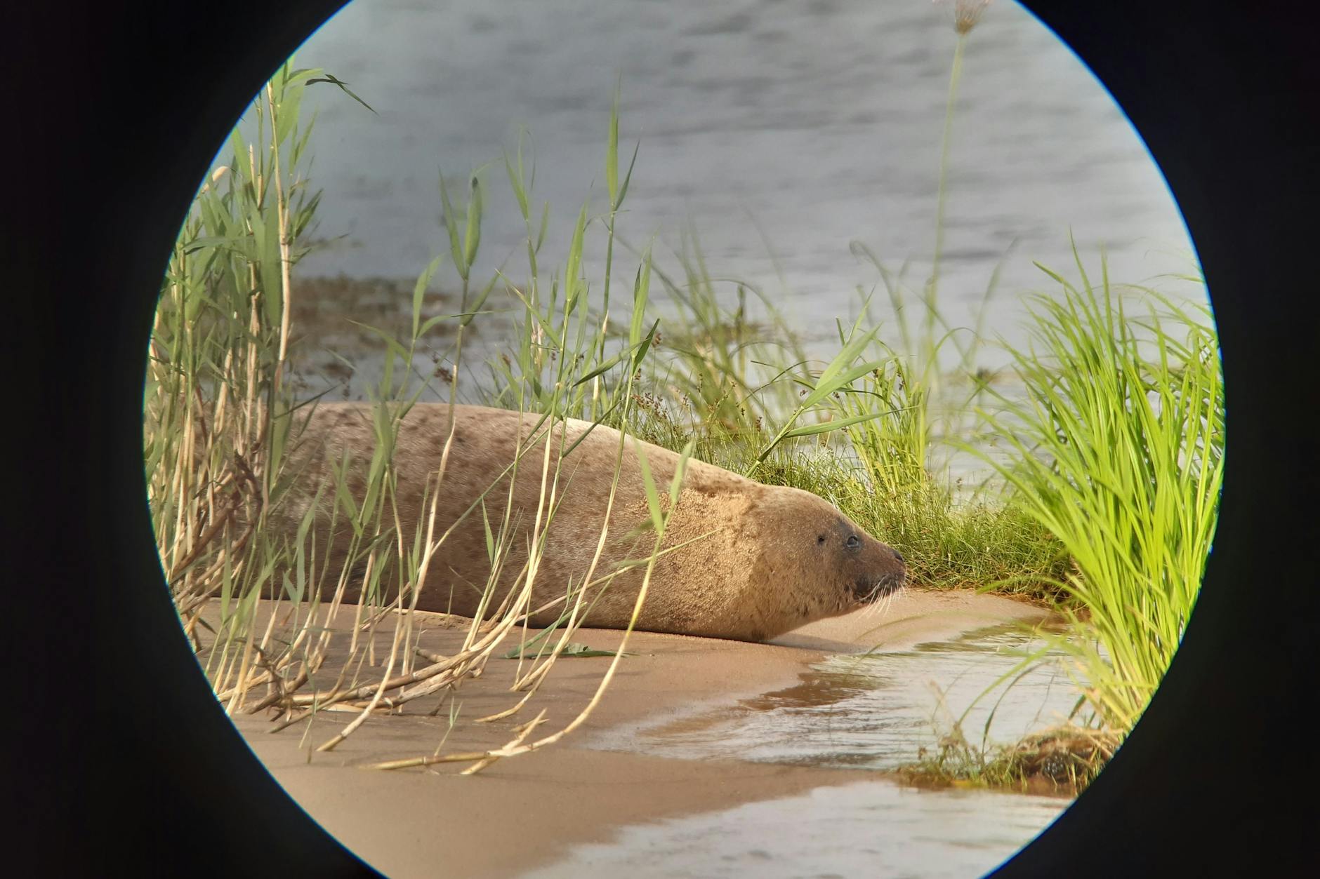 Schwedt: Eine Robbe, vermutlich ein Seehund, liegt am Ufer der Oder (aufgenommen mit Spektiv und Handy). 