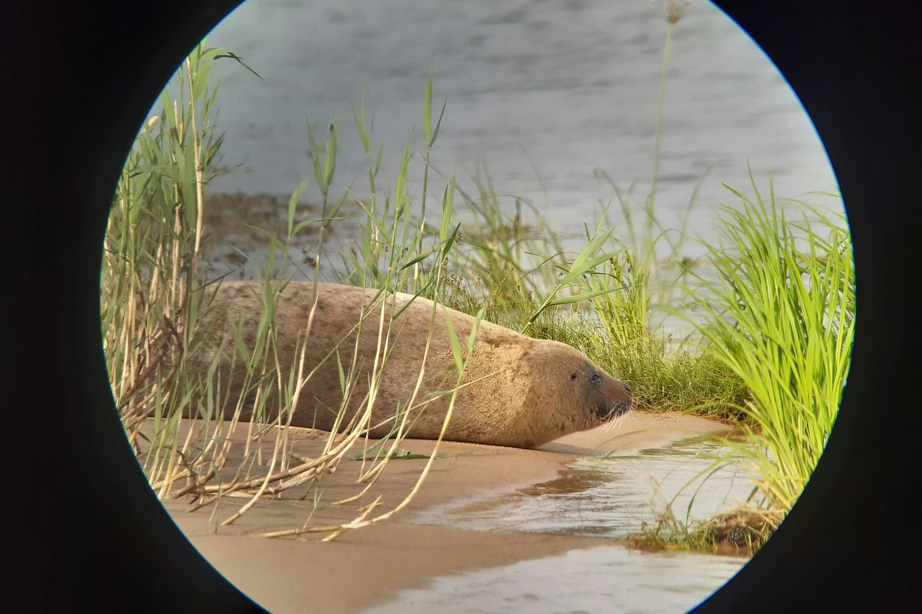 Schwedt: Eine Robbe, vermutlich ein Seehund, liegt am Ufer der Oder (aufgenommen mit Spektiv und Handy).&nbsp;