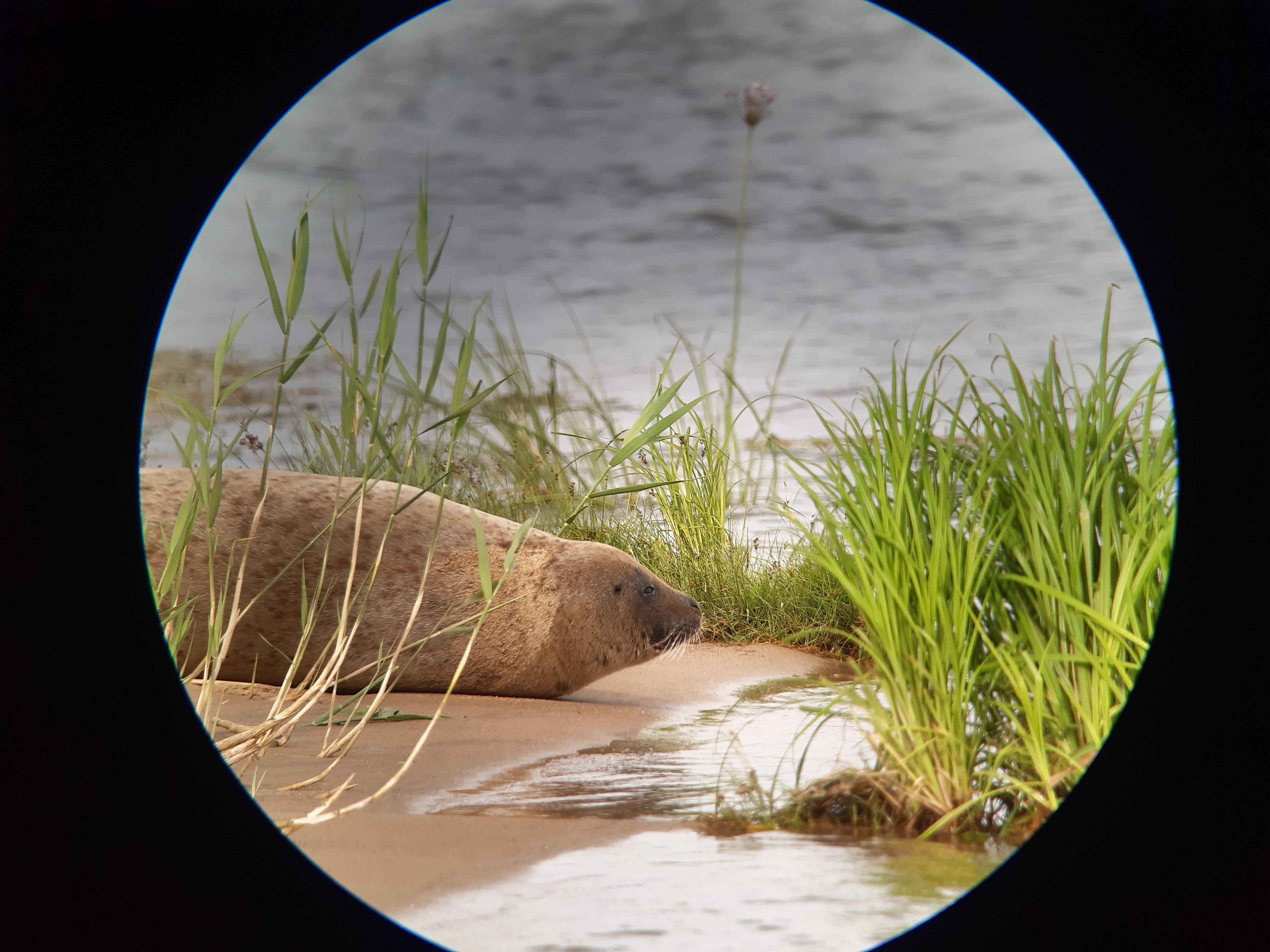 Image - Ein Seehund schwimmt die Oder hinauf – oder ist es eine Kegelrobbe?