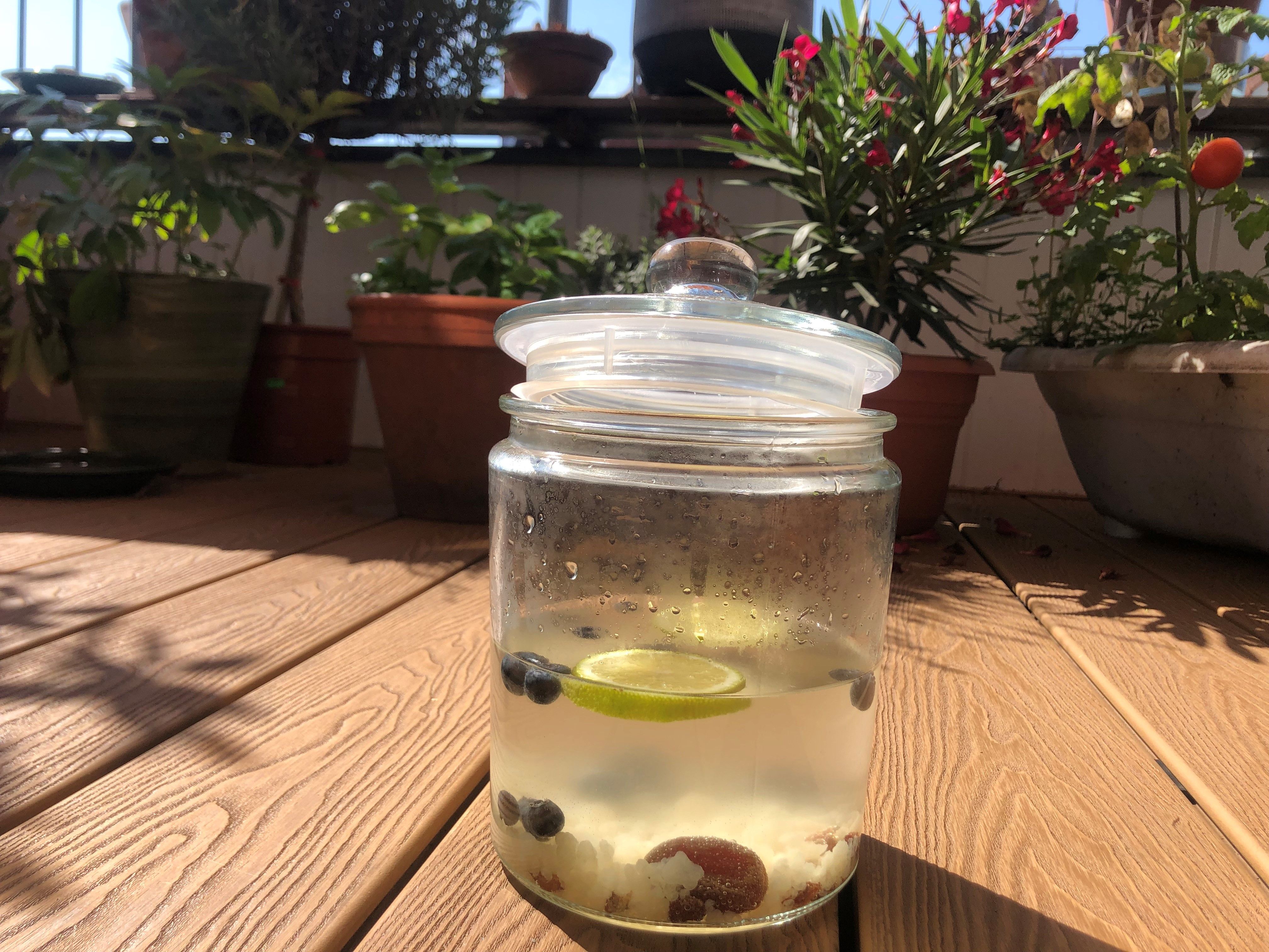 Hilfe, wir haben einen neuen Mitbewohner – eine Wasserkefirkultur