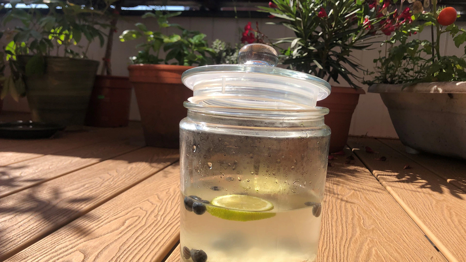 Hilfe, wir haben einen neuen Mitbewohner  eine Wasserkefirkultur