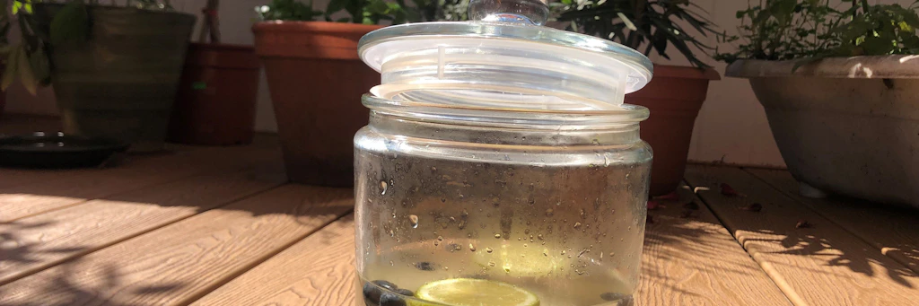 Hilfe, wir haben einen neuen Mitbewohner  eine Wasserkefirkultur