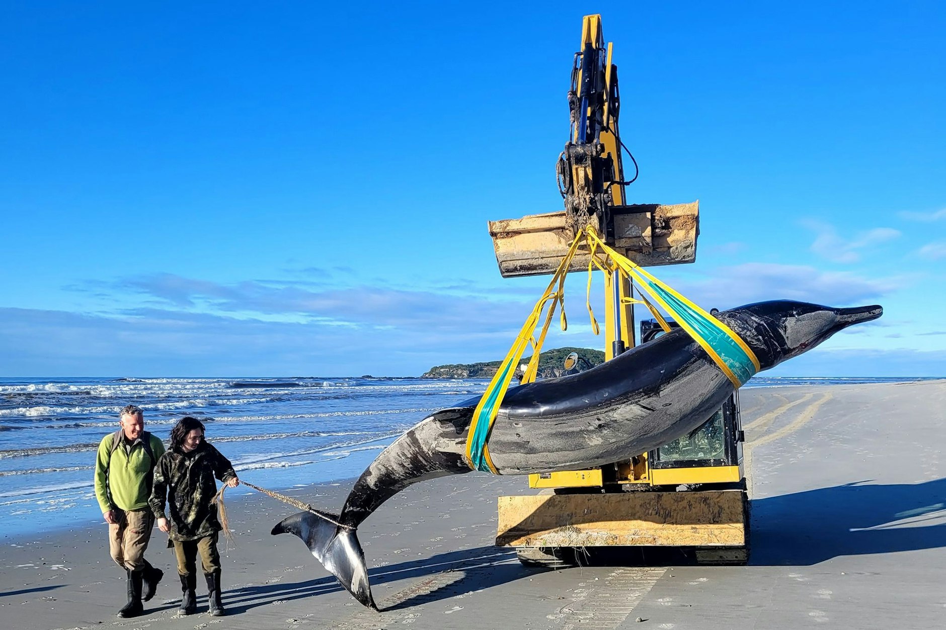 Die Aufnahme zeigt einen Bahamonde-Schnabelwal, der an einem Strand in der Region Otago in Neuseeland an Land gespült wurde.