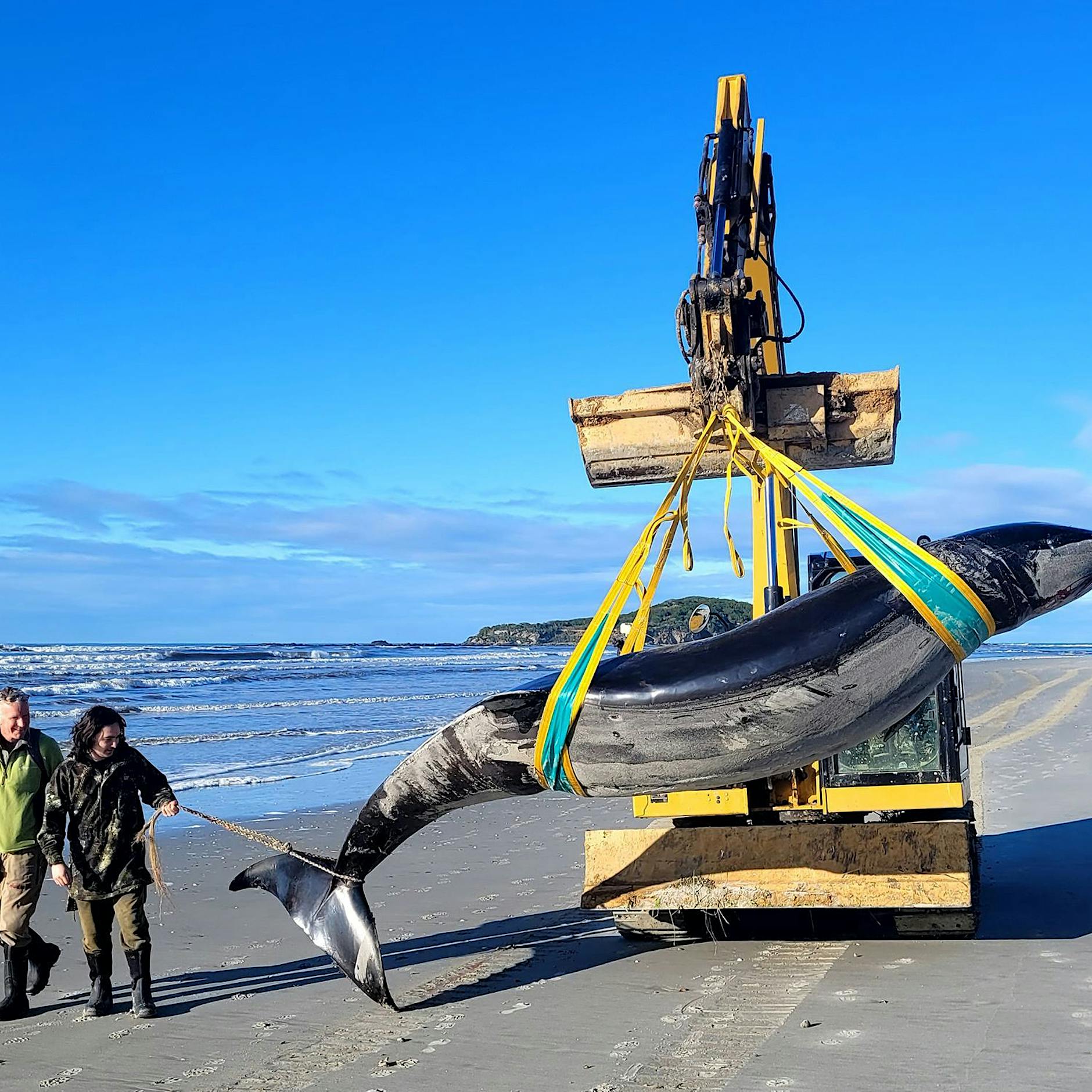 Bahamonde-Schnabelwal: Extrem seltener Wal in Neuseeland angespült