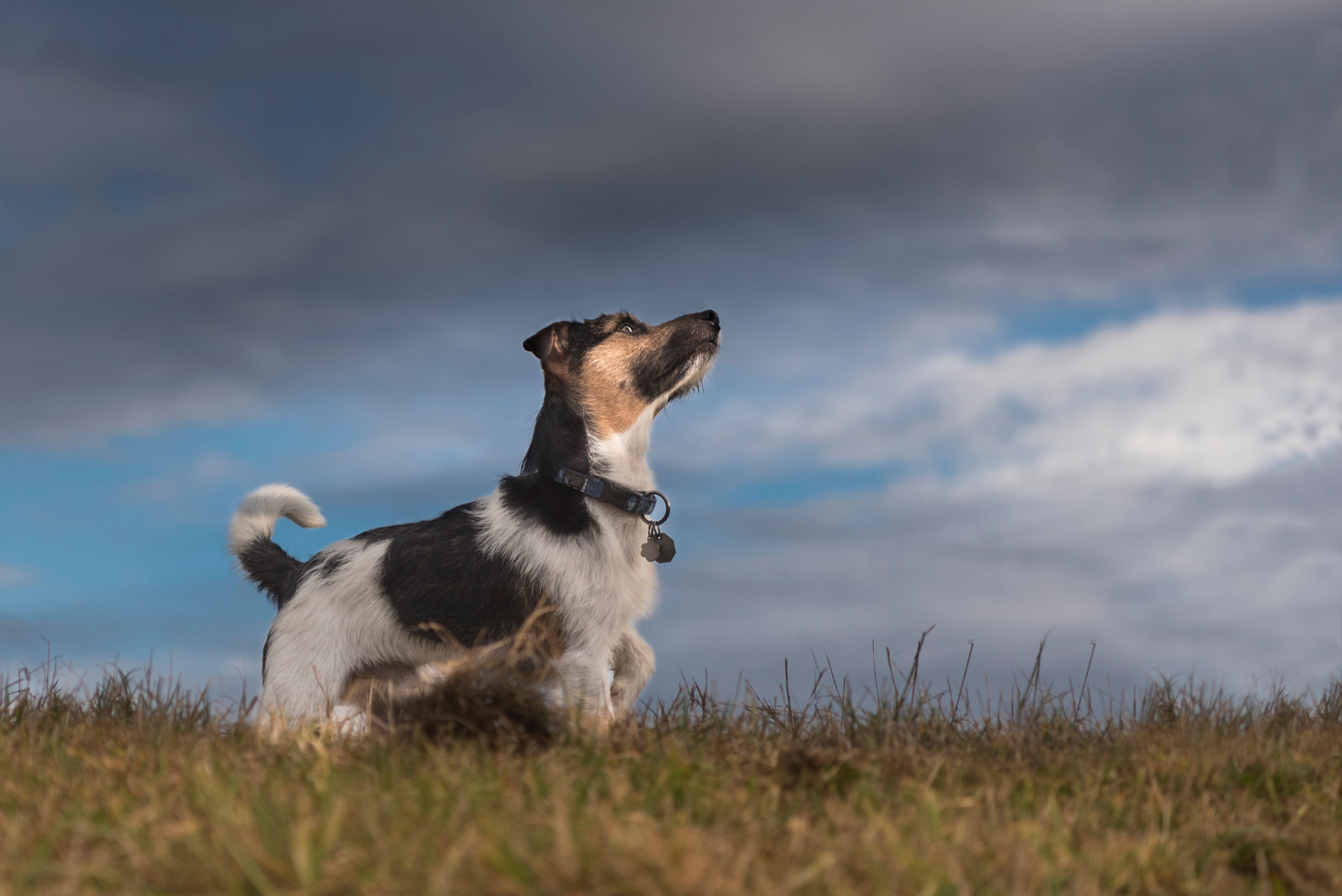 Image - Nur die Ruhe! Was hilft, wenn Ihr Hund Angst vor Gewitter hat