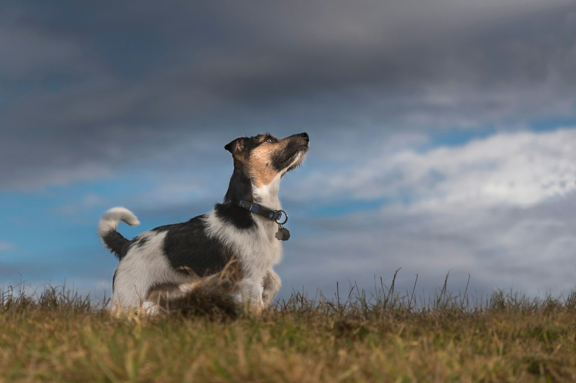Vielen Hunden graut es vor den aufziehenden Gewitterwolken.
