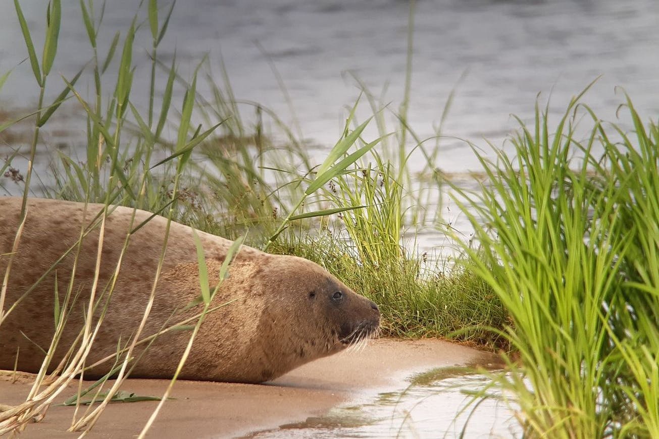 Eine Robbe liegt am Ufer der Oder. Das Foto wurde mit Spektiv und Handy aufgenommen.