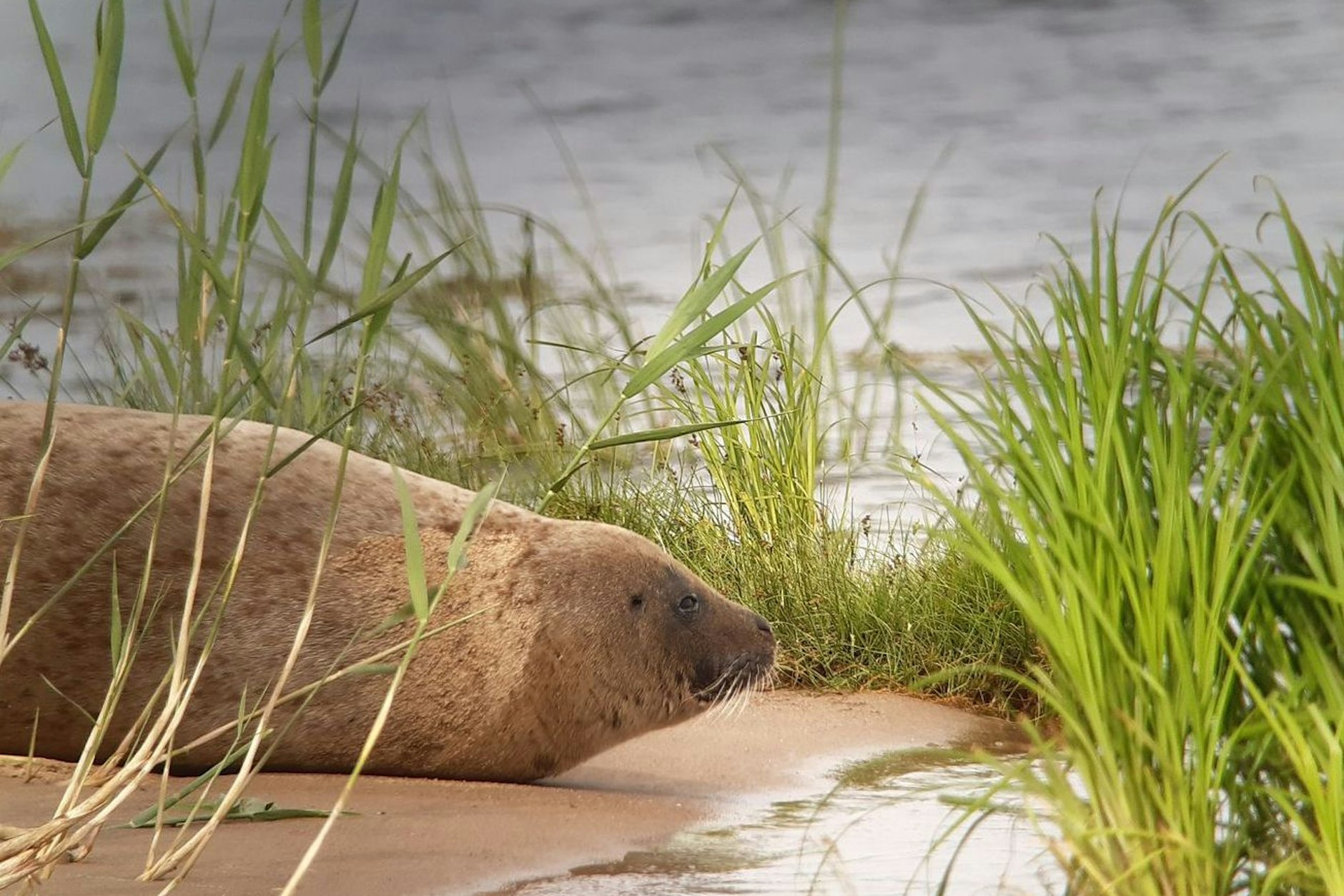 Eine Robbe liegt am Ufer der Oder. Das Foto wurde mit Spektiv und Handy aufgenommen.