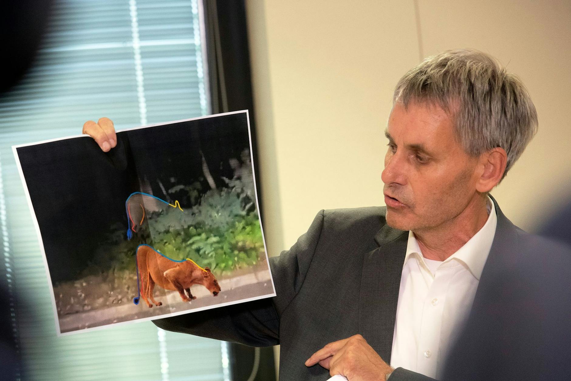 Michael Grubert (SPD), Bürgermeister von Kleinmachnow, erklärt bei einem Pressegespräch anhand von Fotos, weshalb es sich bei dem gesuchten Raubtier nicht um eine Löwin handelt.