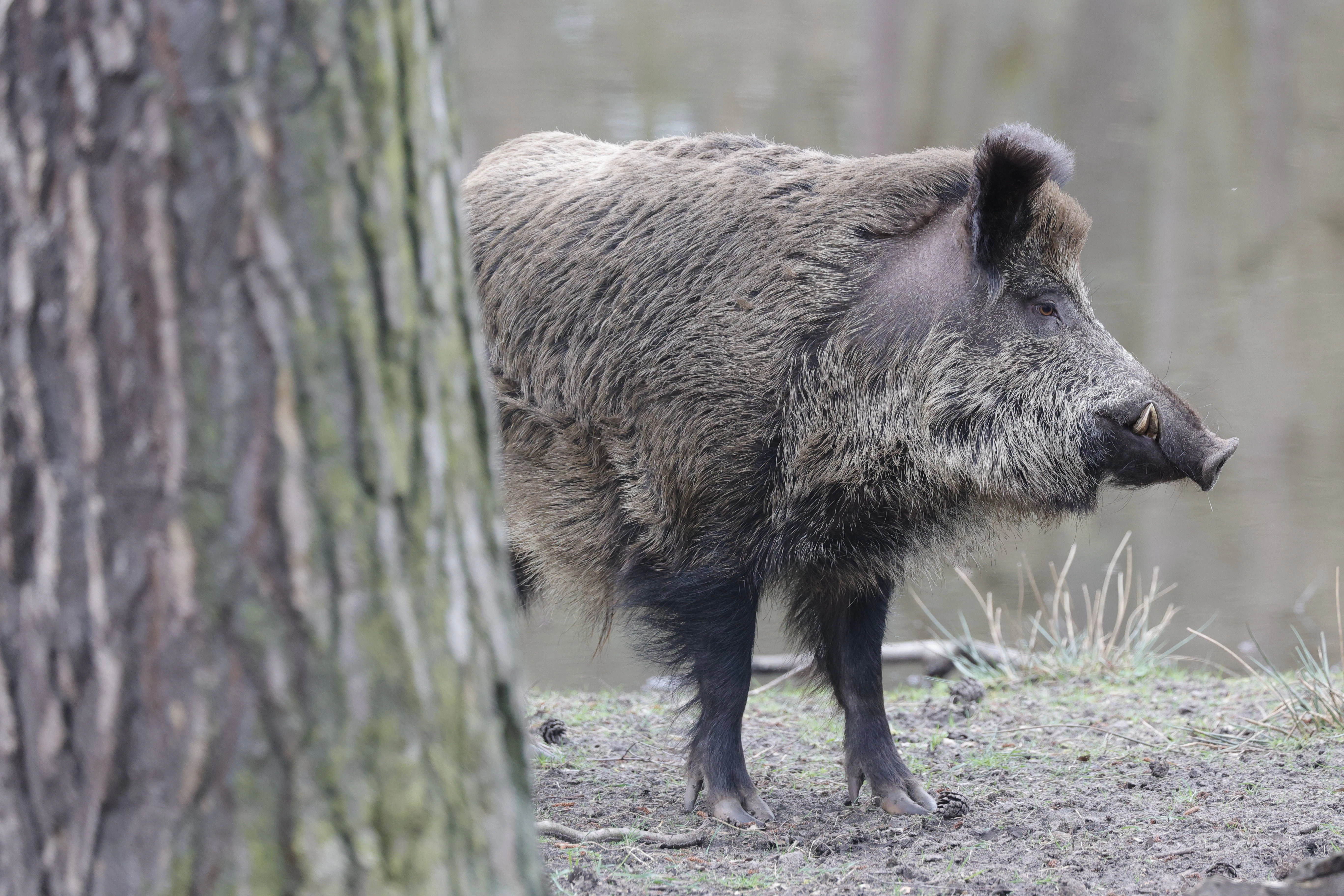 Ein Spandauer Wildschwein