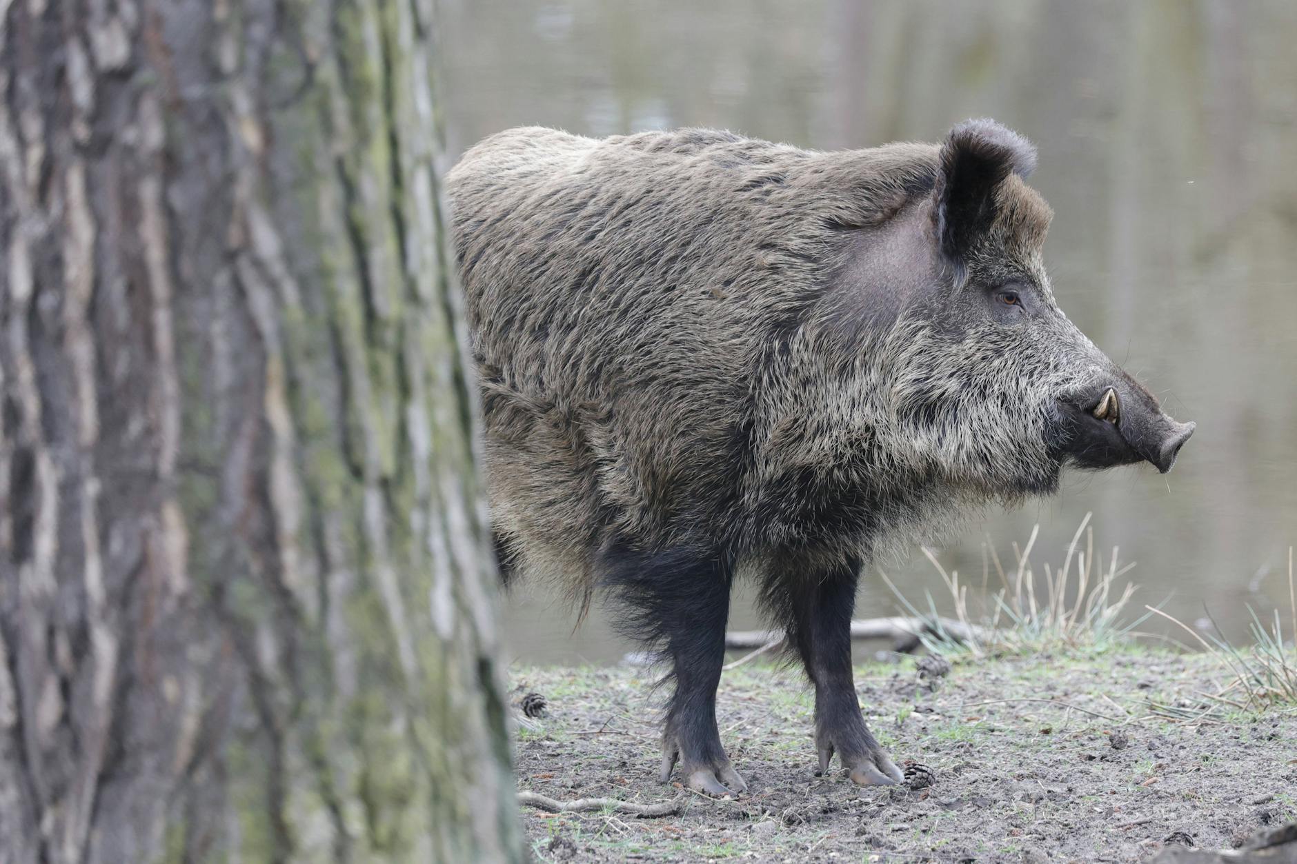 Ein Spandauer Wildschwein
