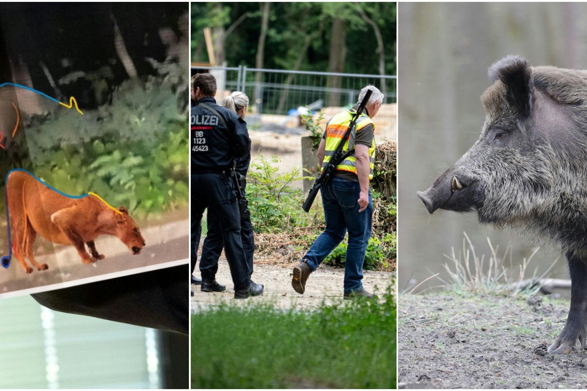 Nach der Löwen-Safari in Kleinmachnow ärgern Wildschweine ihre Nachbarn im Südwesten von Berlin.