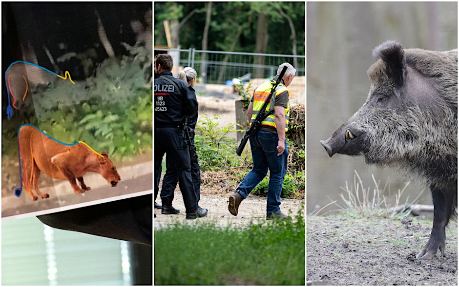 Nach der Löwen-Safari in Kleinmachnow ärgern Wildschweine ihre Nachbarn im Südwesten von Berlin.
