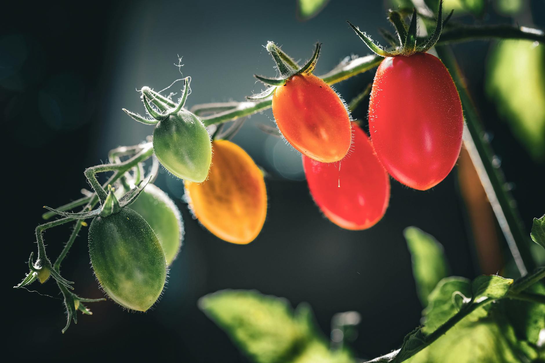 Der Salz-Trick beim Tomatenanbau verhilft zu einem noch intensiveren Geschmack.