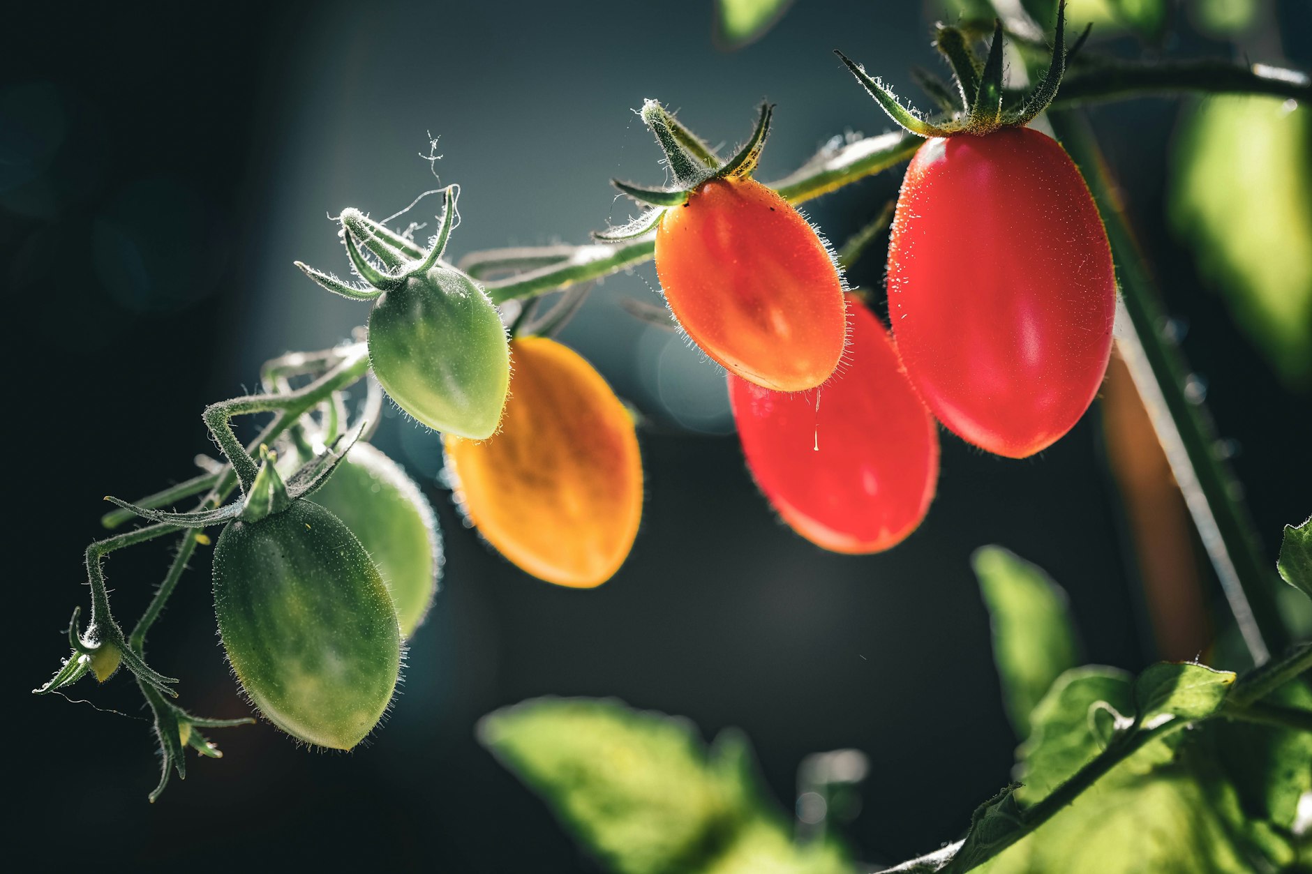 Der Salz-Trick beim Tomatenanbau verhilft zu einem noch intensiveren Geschmack. 