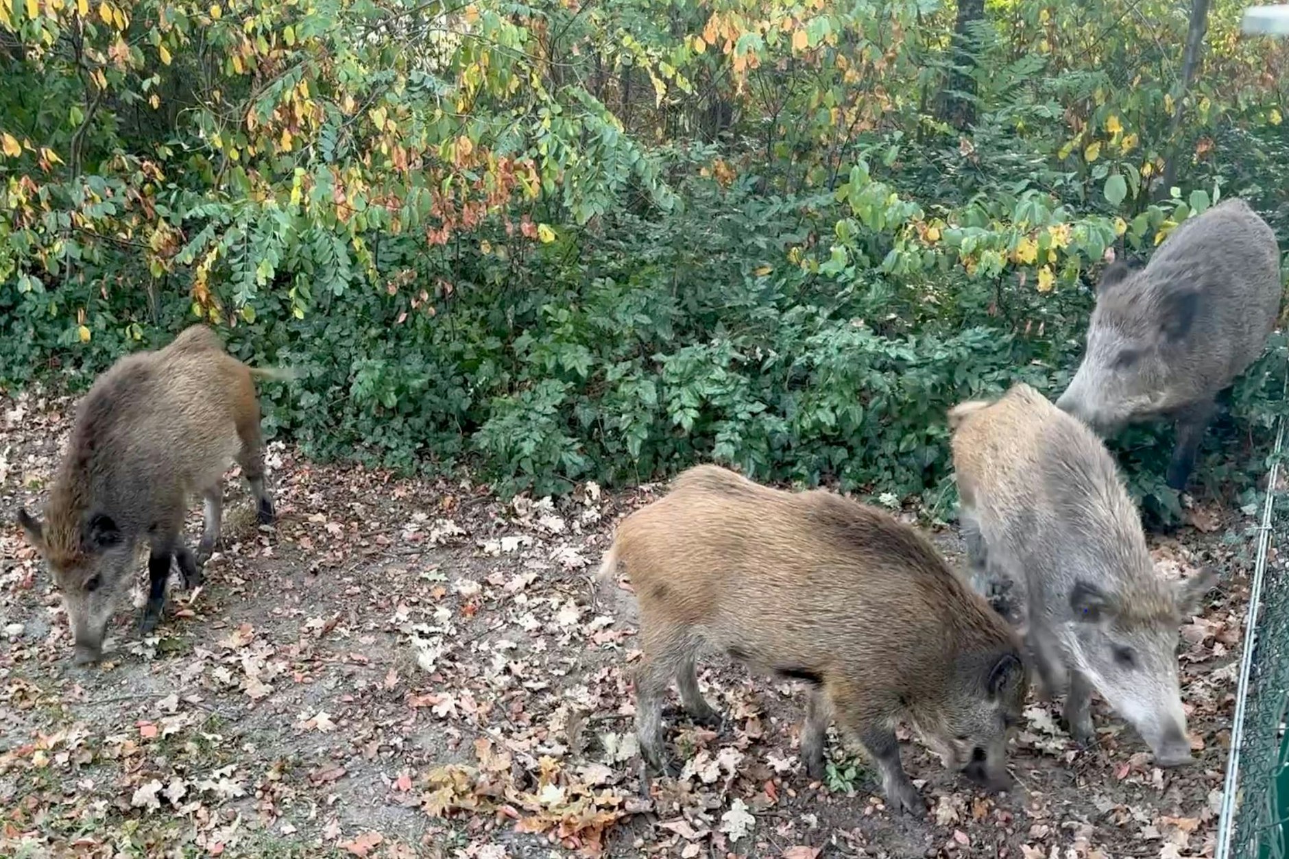 Das Standbild aus einem Video zeigt eine Horde Wildschweine in Kleinmachnow. Diese waren unterwegs vom Kinderspielplatz zum nahegelegenen Seniorenheim.