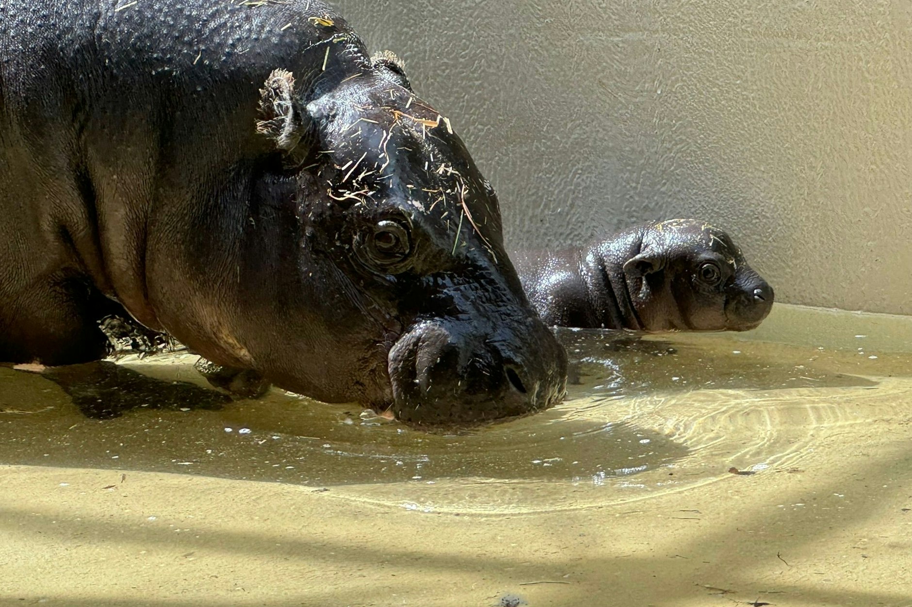 Das kleine Zwergflusspferd steht im Zoo Berlin neben seiner Mutter im Wasser. 