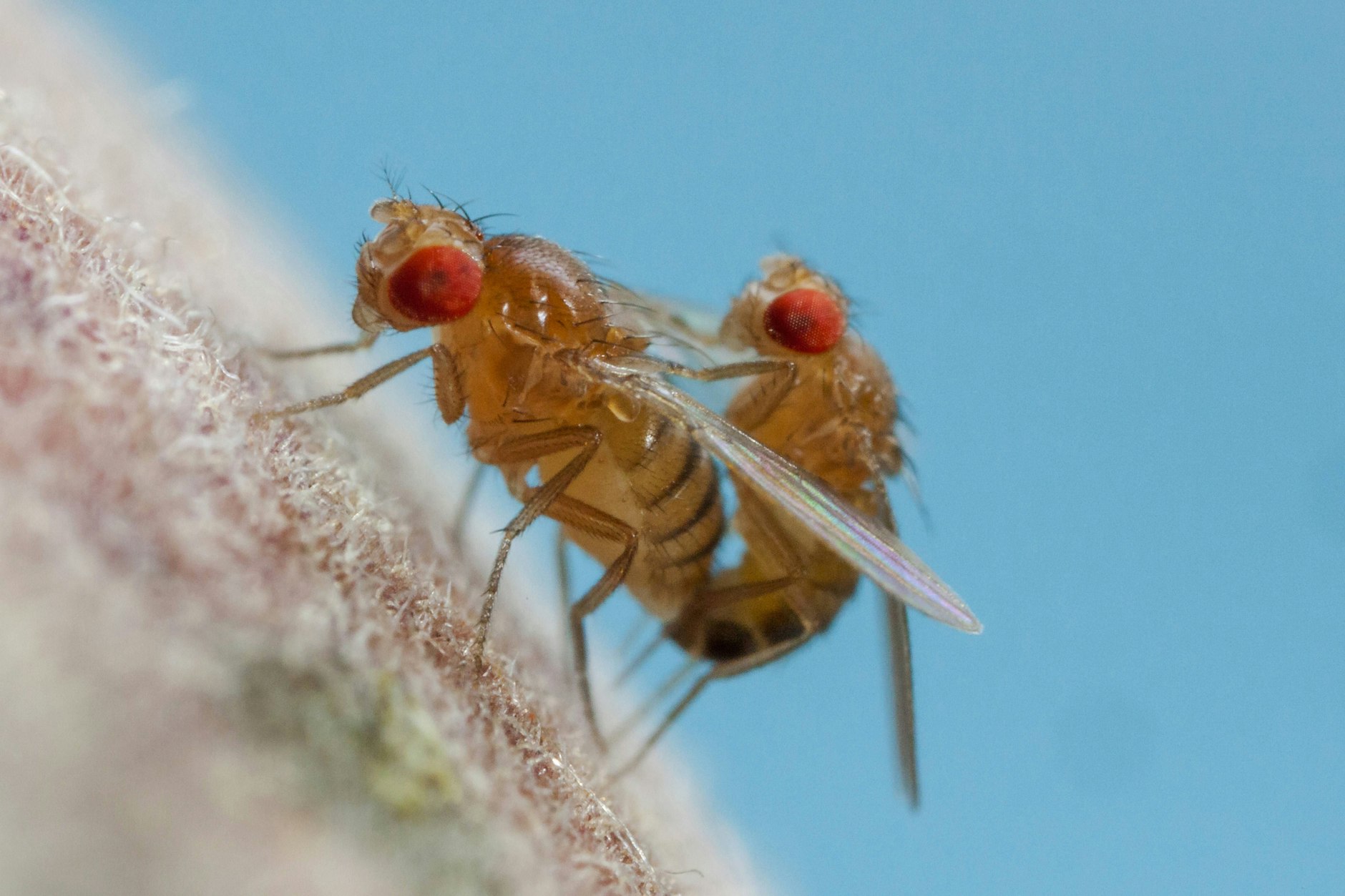 Sie sind klein, sie sind ungefährlich - aber sie nerven gewaltig: Fruchtfliegen, Obstfliegen oder Essigfliegen können im Sommer schnell zur Plage werden.
