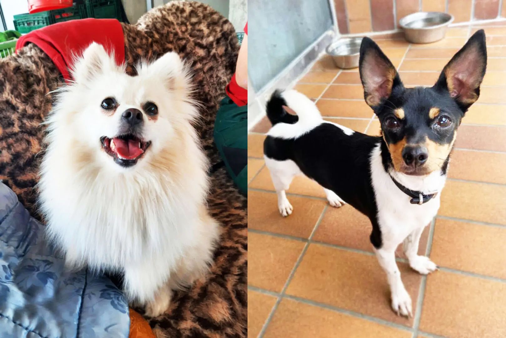 Image - Traurige Schicksale: Gebt Ivy und Lulu im Tierheim Berlin eine Chance!