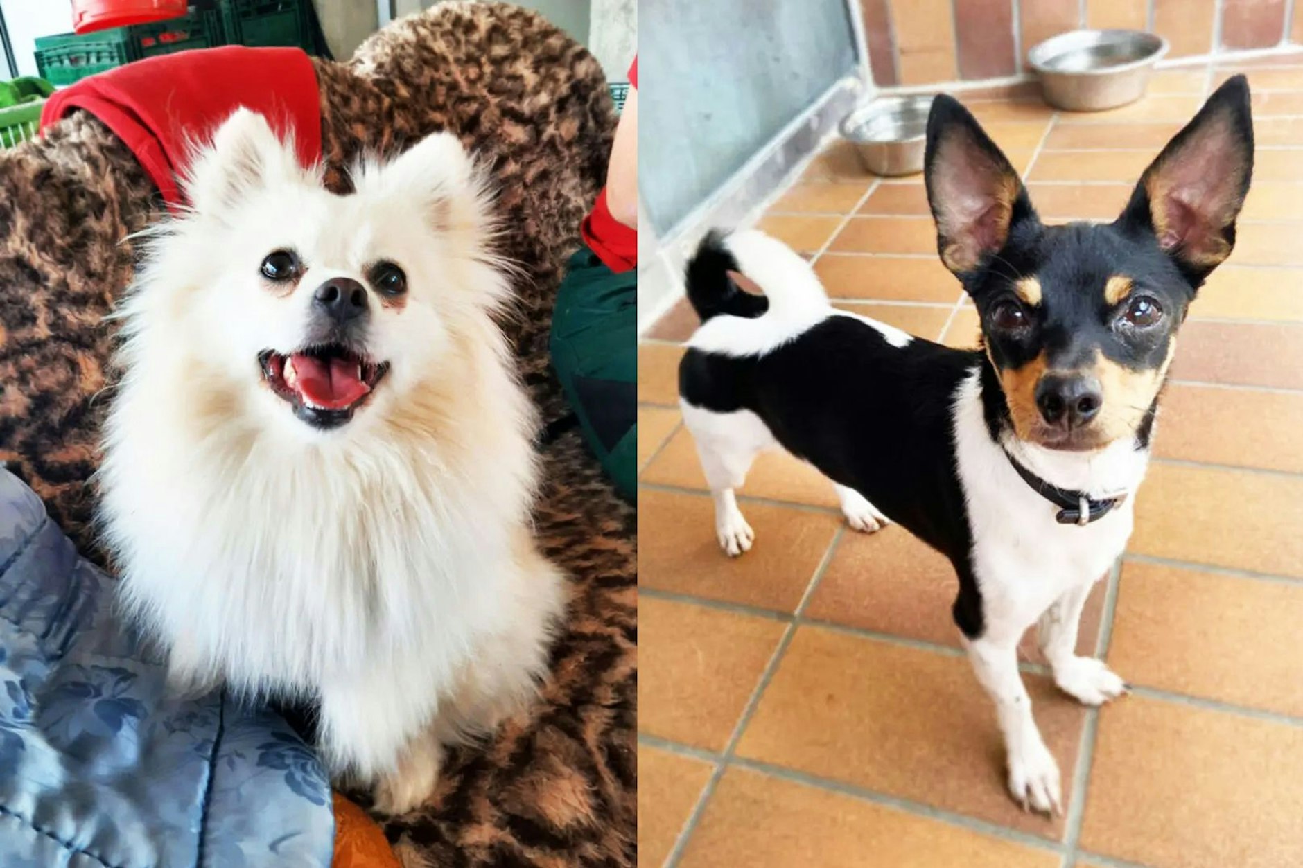 Ivy und Lulu warten momentan im Tierheim Berlin auf ein neues Zuhause. Wer schenkt ihnen sein Herz?