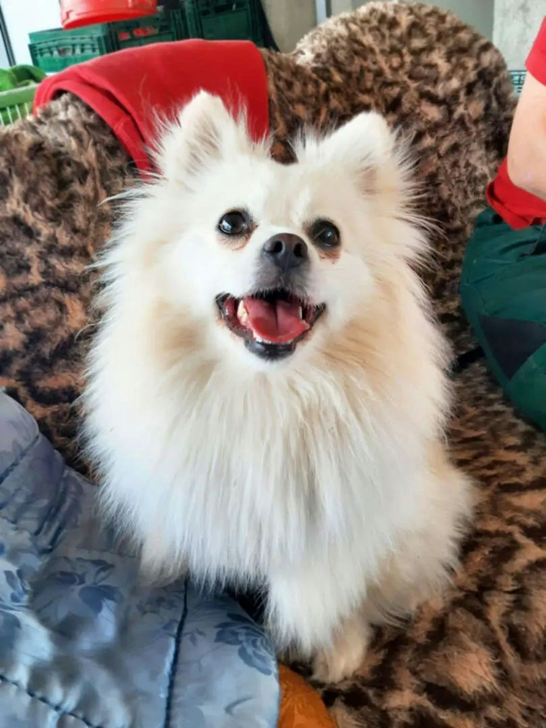 Ivy will schnell vermittelt werden, wartet im Tierheim Berlin auf ein neues Herrchen oder Frauchen.