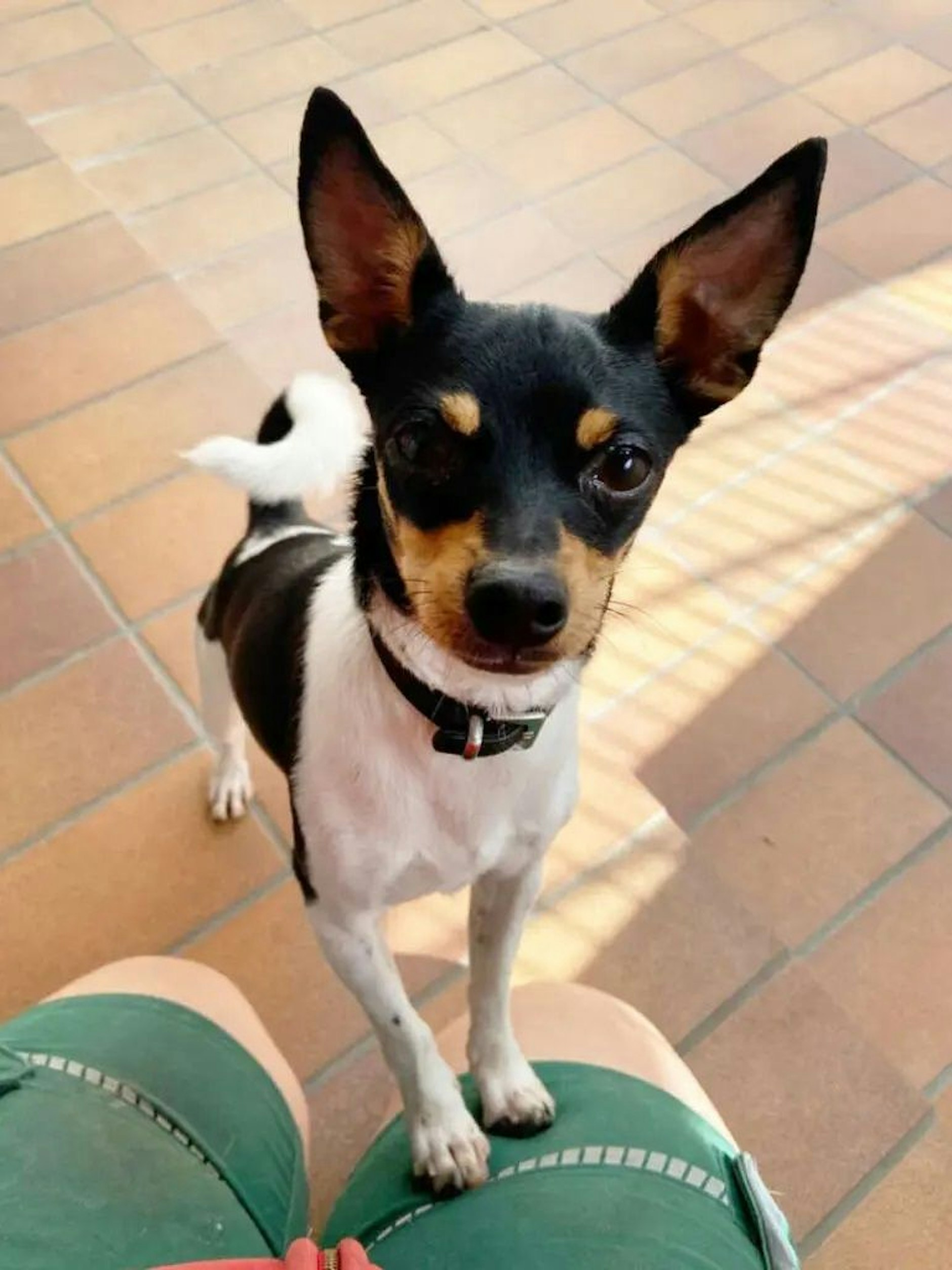 Wer gibt der süßen Lulu ein neues Zuhause? Momentan wartet die Hündin im Tierheim Berlin auf neue Besitzer.