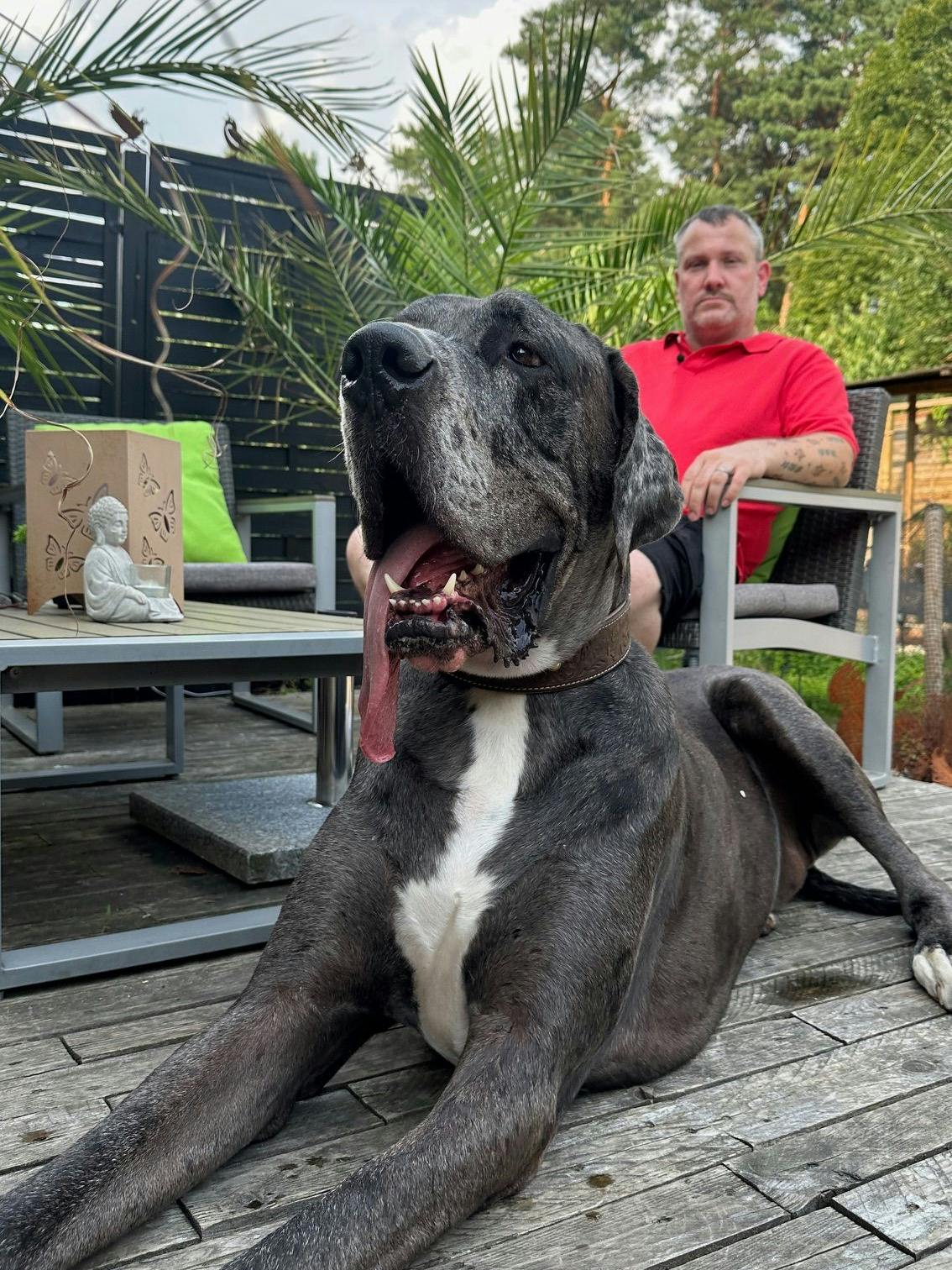 Patrick Hein sitzt mit seiner Deutschen Dogge Ramses auf seiner Terrasse.
