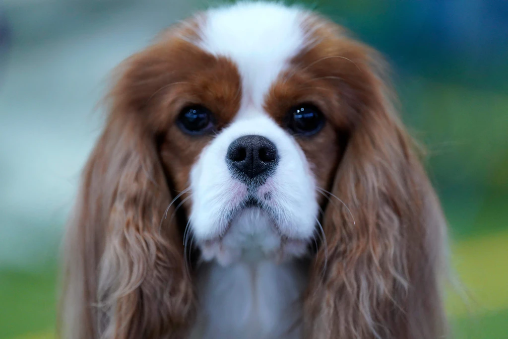 Köpeğin aşırı kilosu nedeniyle Porto'dan Berlin'e uçması yasaklandı