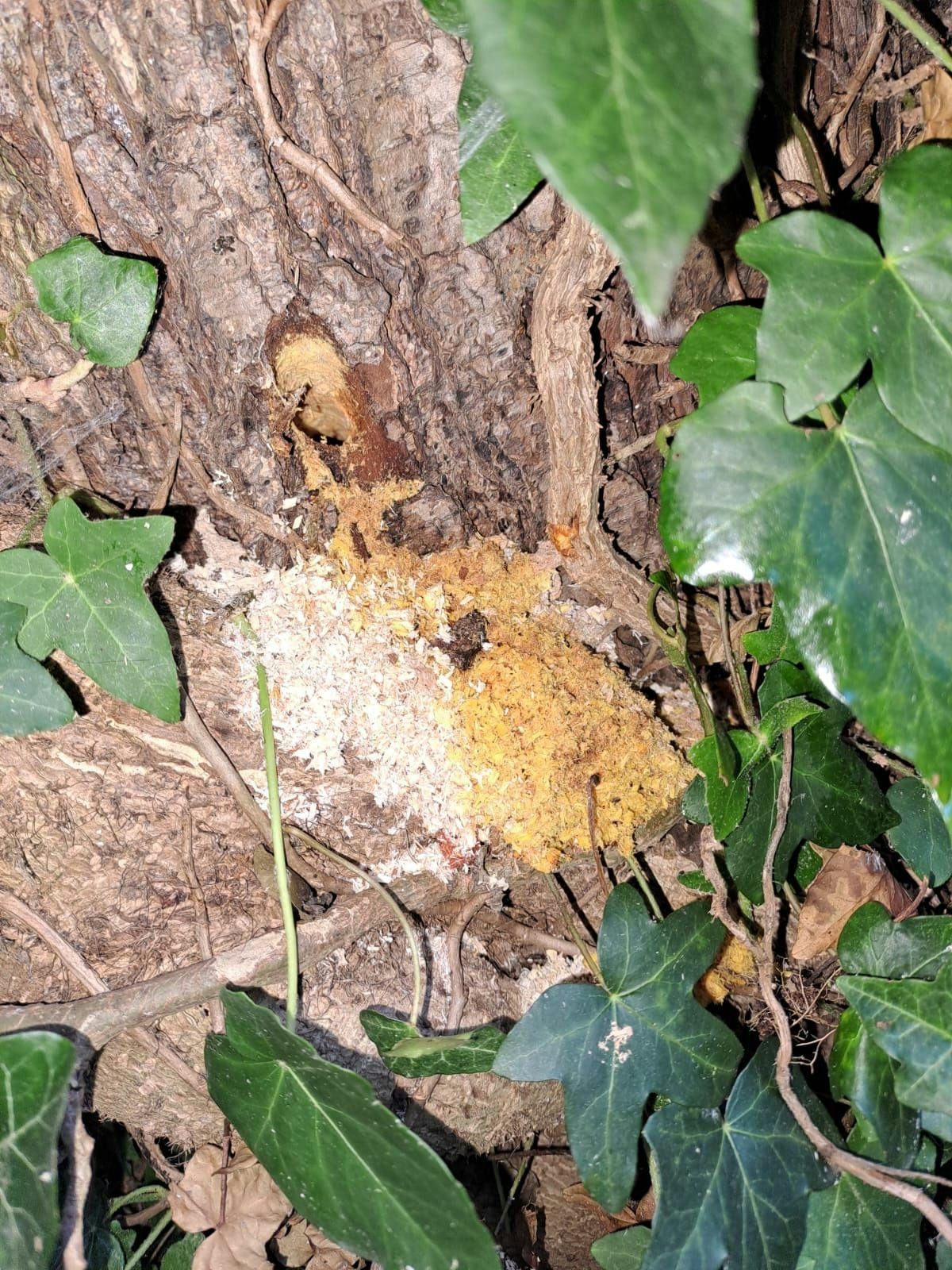 Insgesamt 40 Bäume wurden angebohrt, die Bohrlöcher mit einer Flüssigkeit gefüllt, die vermutlich zum Absterben der Bäume führen soll.
