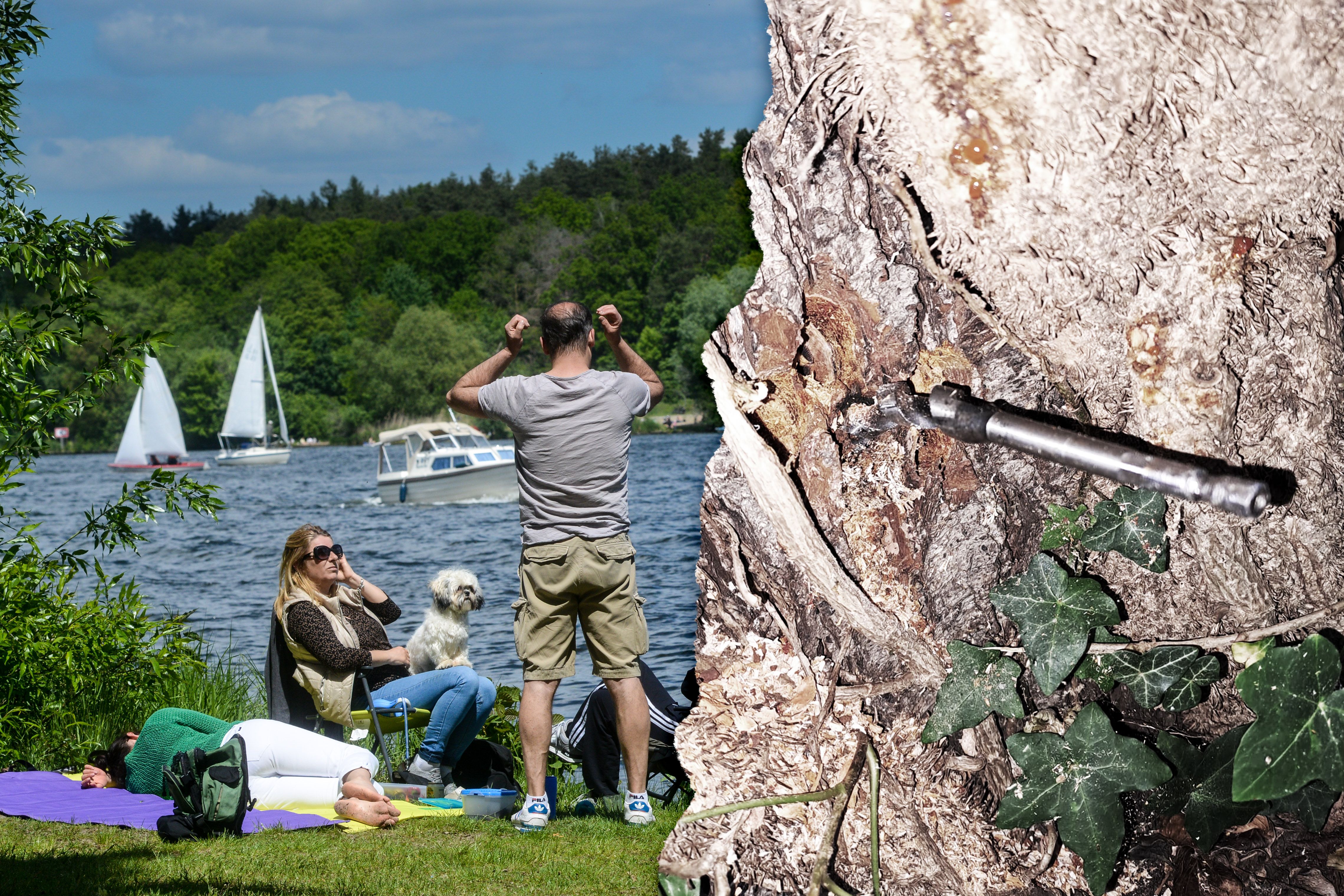 Image - Unfassbare Tat: Behörden jagen miesen Baum-Killer, Badewiese betroffen!