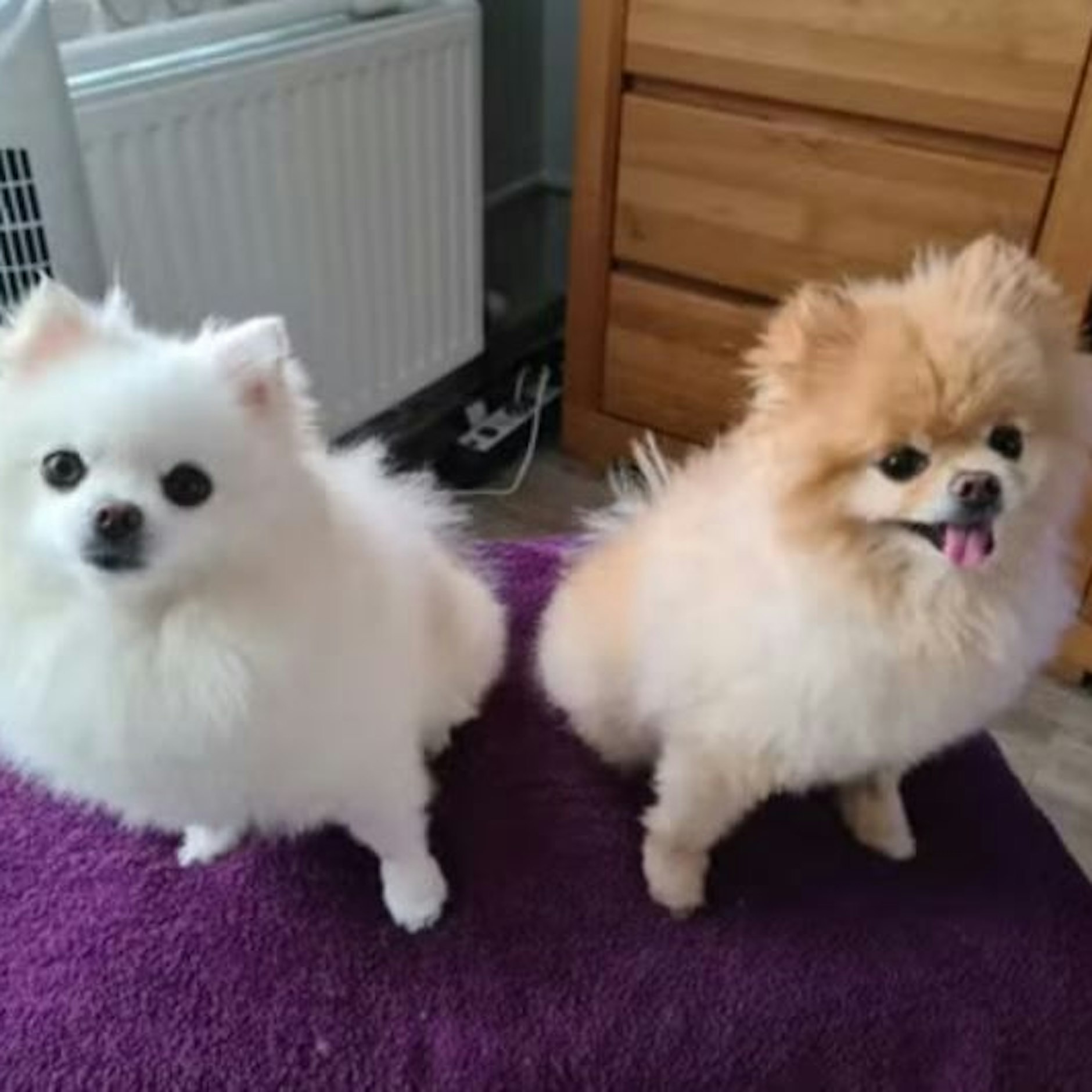 Die beiden Hunde der getöteten Birgit Angelika Keller