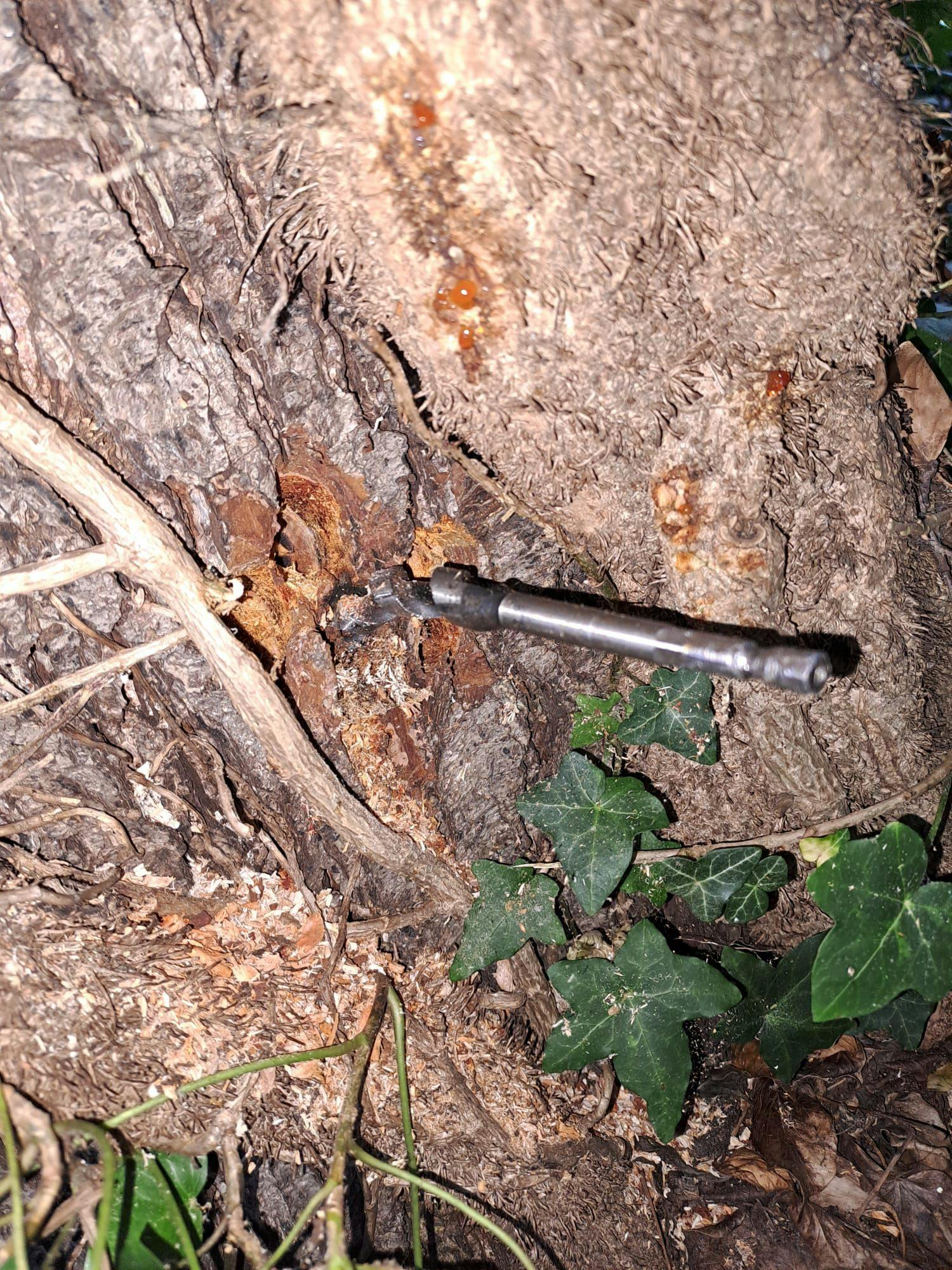 In einem der Baumstämme steckte sogar noch der Bohrer, den der oder die Täter benutzt hatten. Das Bezirksamt hat Anzeige erstattet.