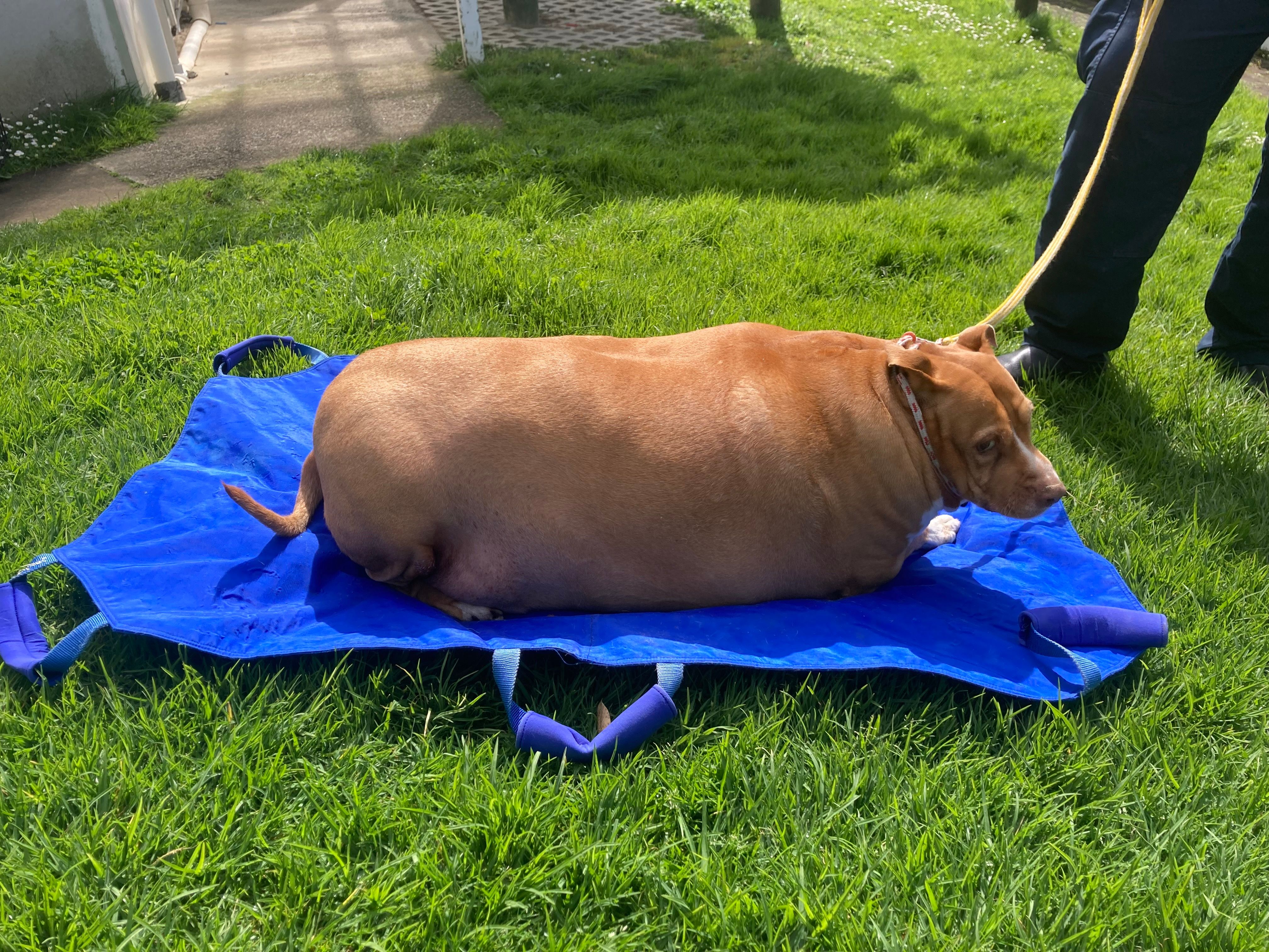 Frauchen mästet Nuggi zu Tode – zwei Monate Gefängnis!