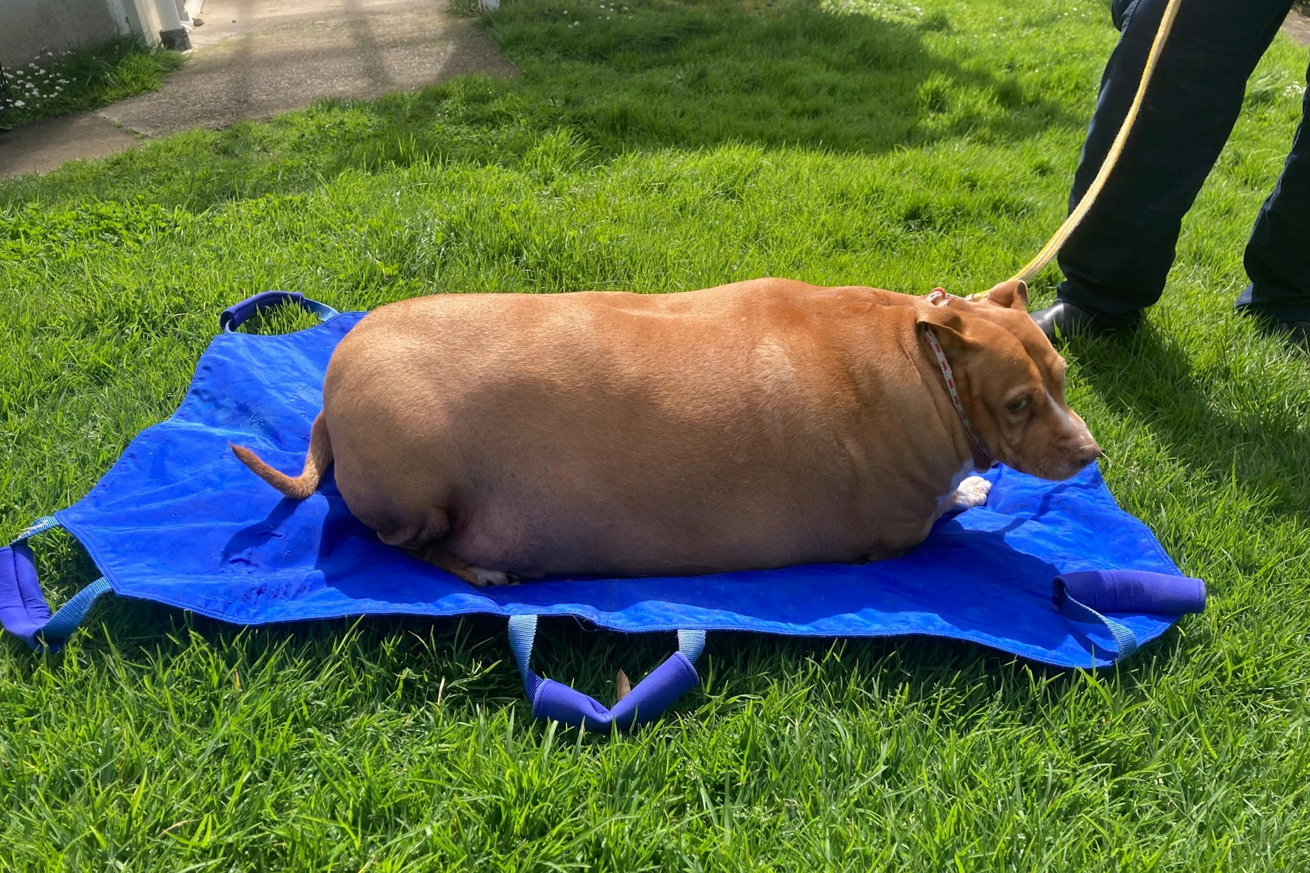 Nuggis Besitzerin wurde in Neuseeland zu einer Haft- und Geldstrafe verurteilt, weil sie das Tier so überfüttert hatte, dass es daran starb. Er wog zeitweise mehr als 53 Kilo.