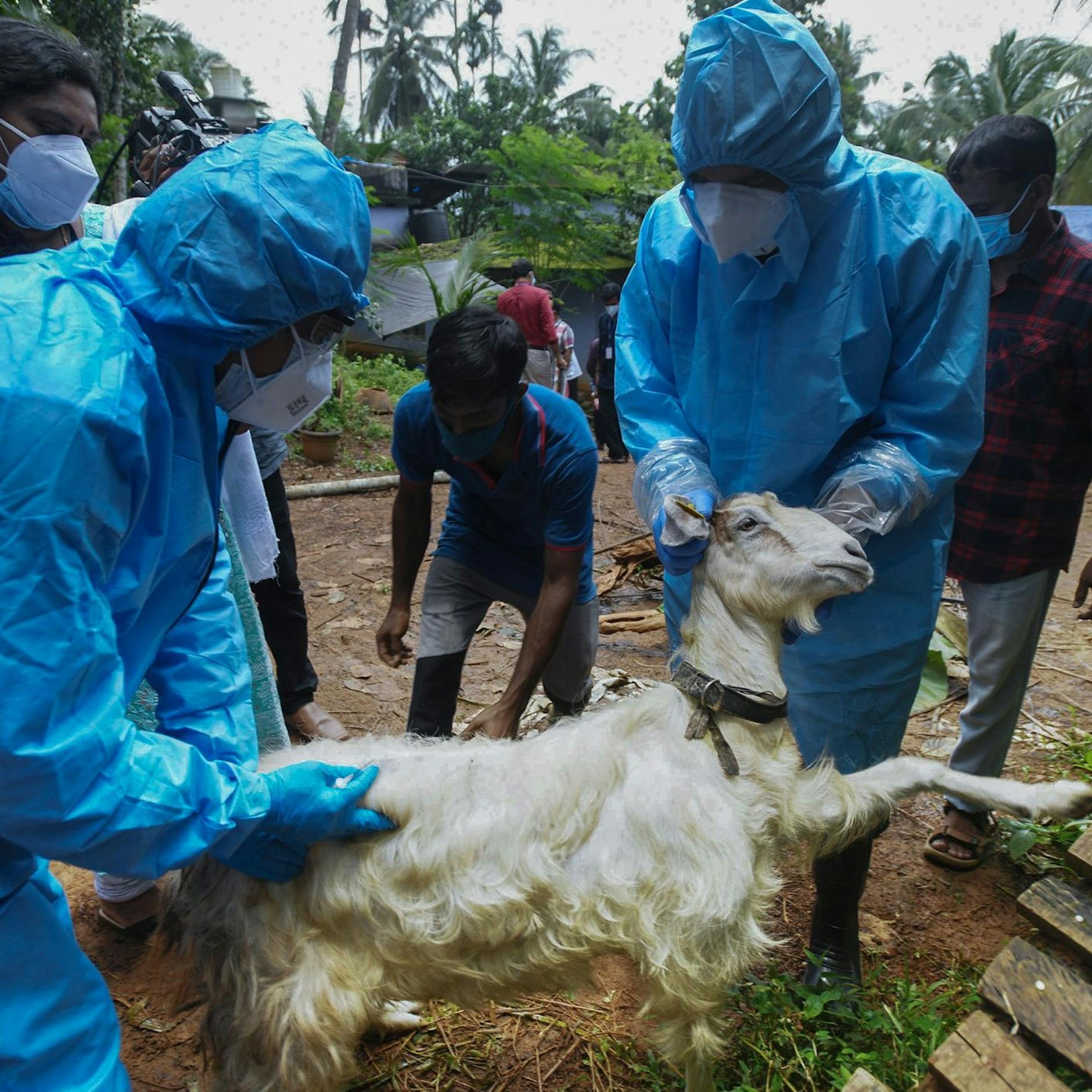Image - Junge stirbt an Nipah-Virus: Was wir über den Erreger wissen
