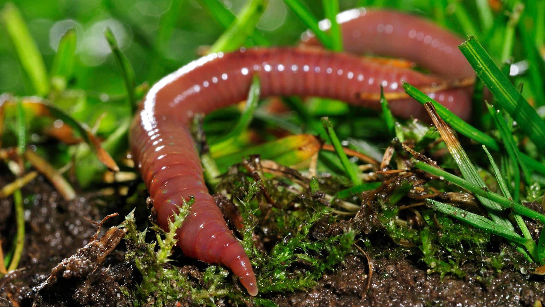 Der Regenwurm ist ein tierischer Gewichtheber.