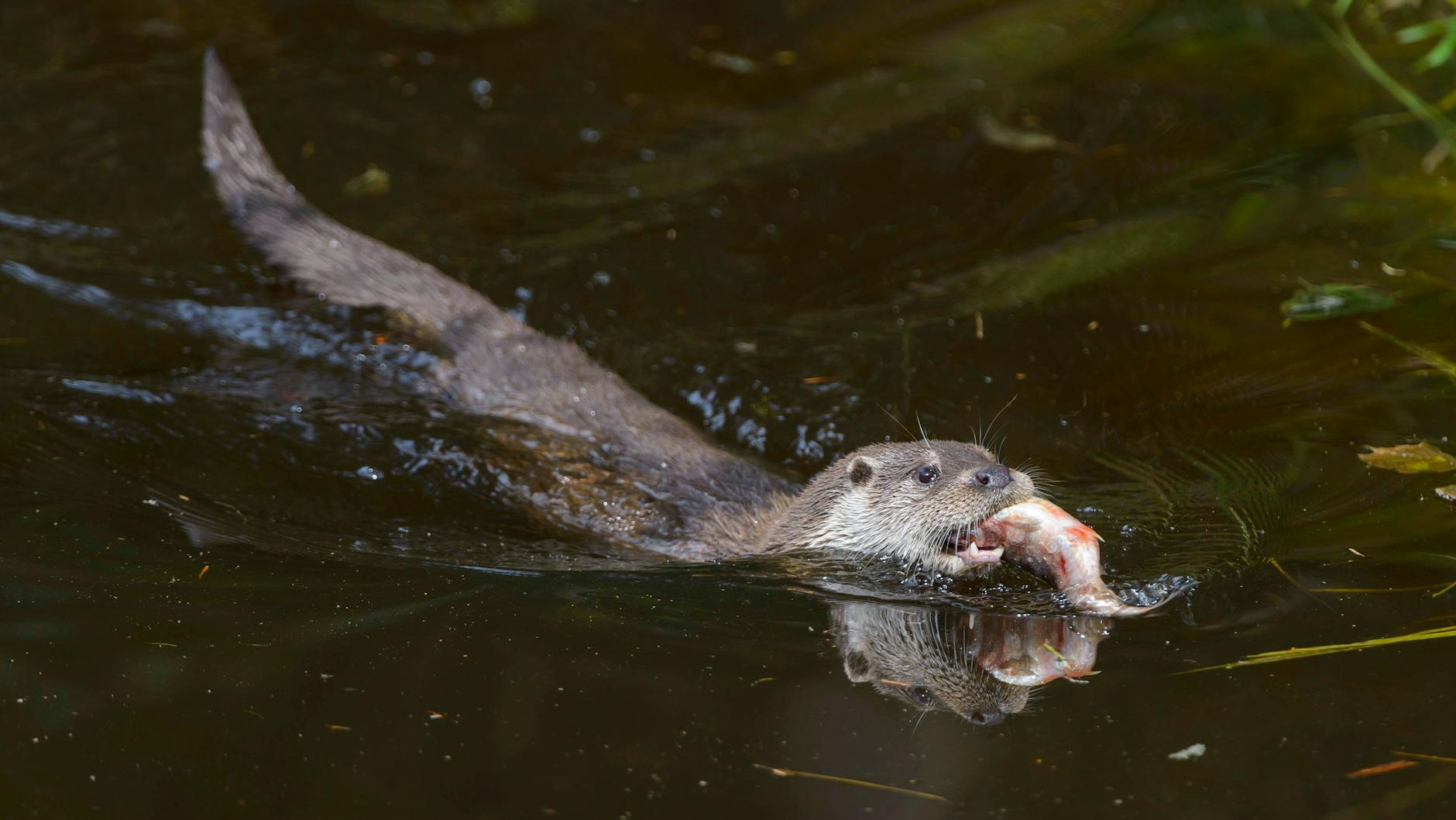 Der Fischotter ist ein tierisch schneller Schwimmer, besonders bei der Nahrungssuche.