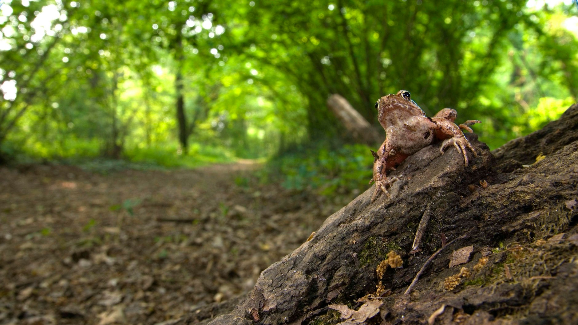 Im Weitsprung ist der Springfrosch ein Meister.