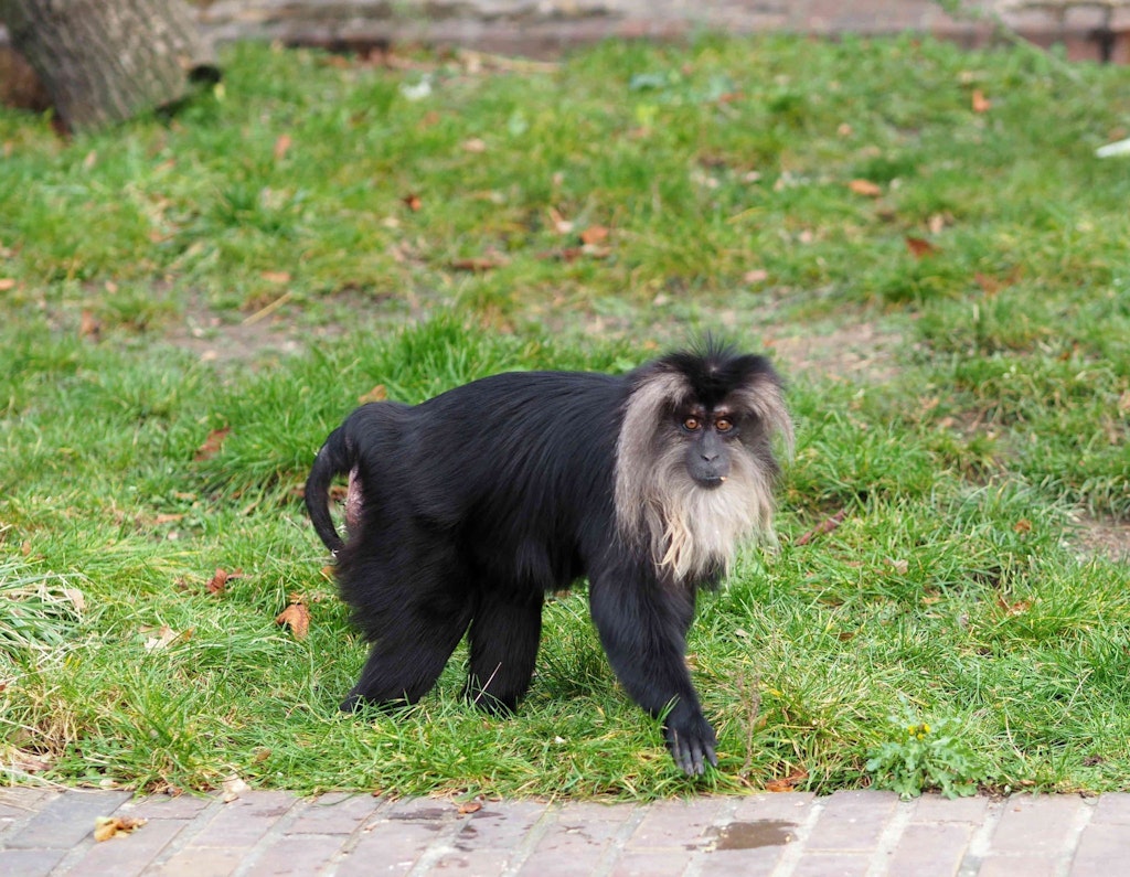 Leipziger Zoo: Affen-Diebe erwischt