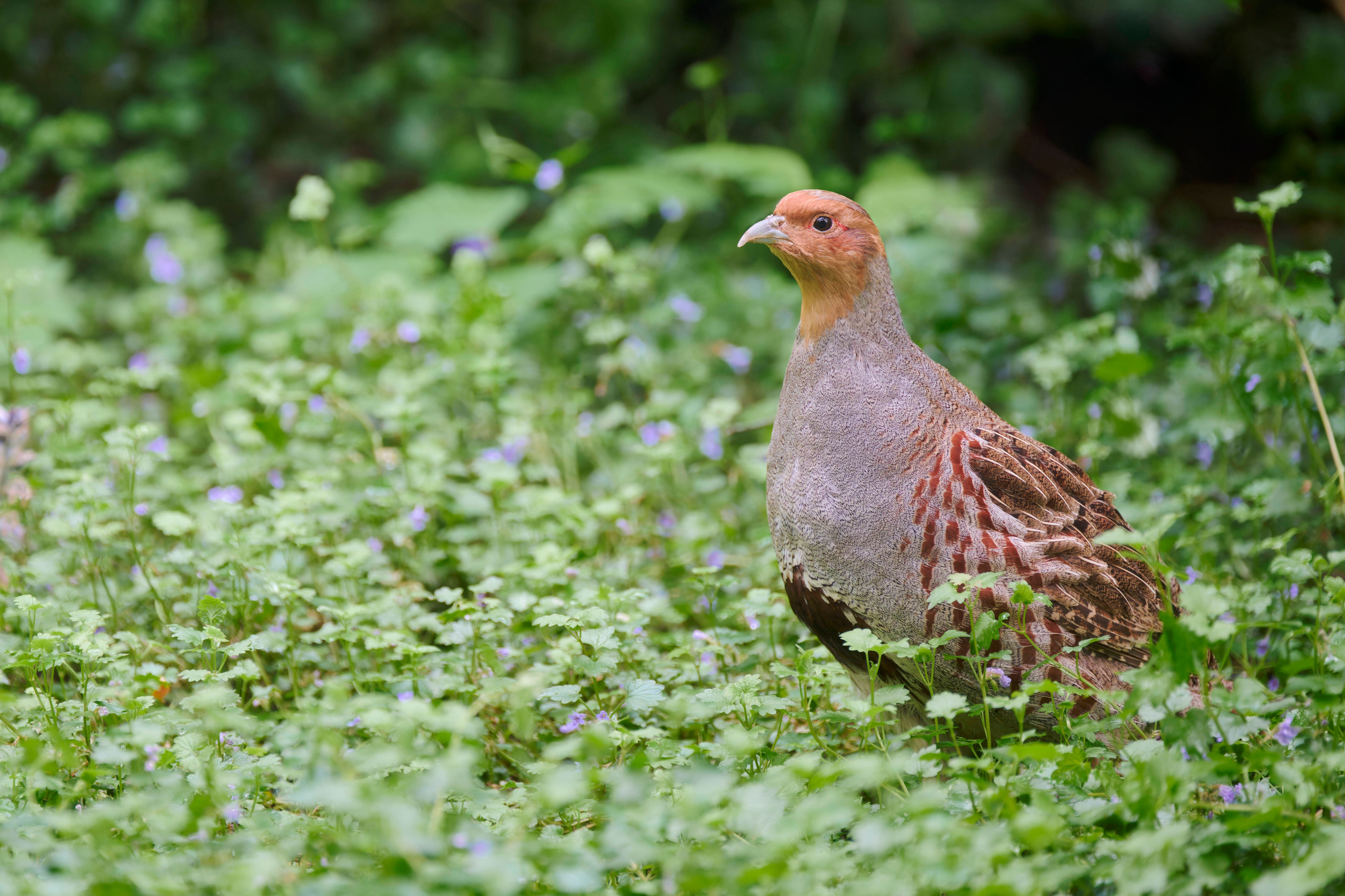 Neue Studie: Wie Berlin zum Hotspot des Artensterbens wurde