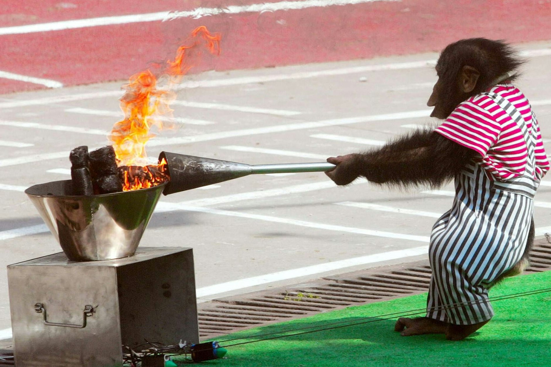 Ein Schimpanse eröffnet mit einer Fackel die Nationalen Tierspiele in China. Auch so etwas gibt es.